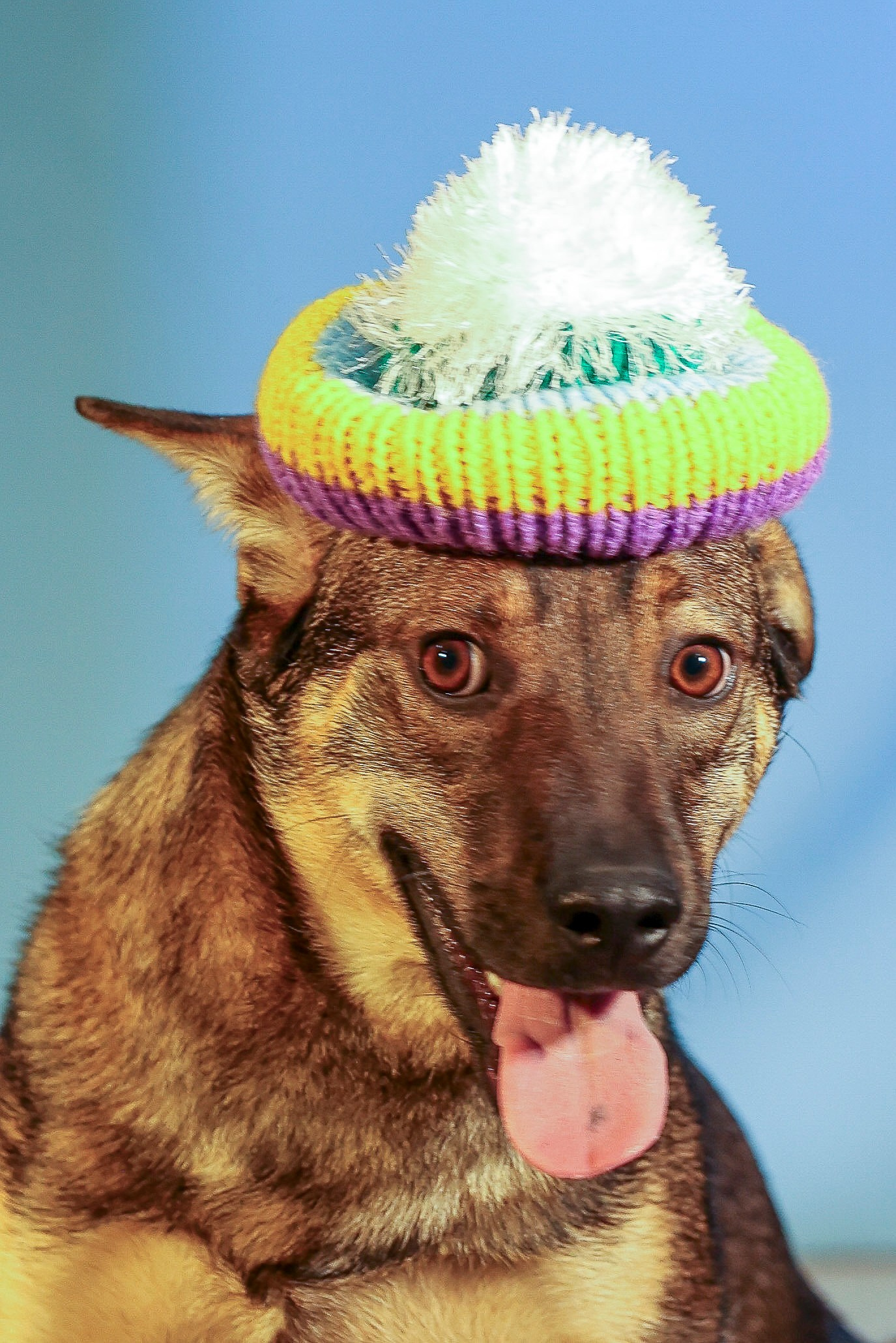 Приют четвероногий АНГЕЛ. Фотограф 📸 семейный, предметный, репортажный