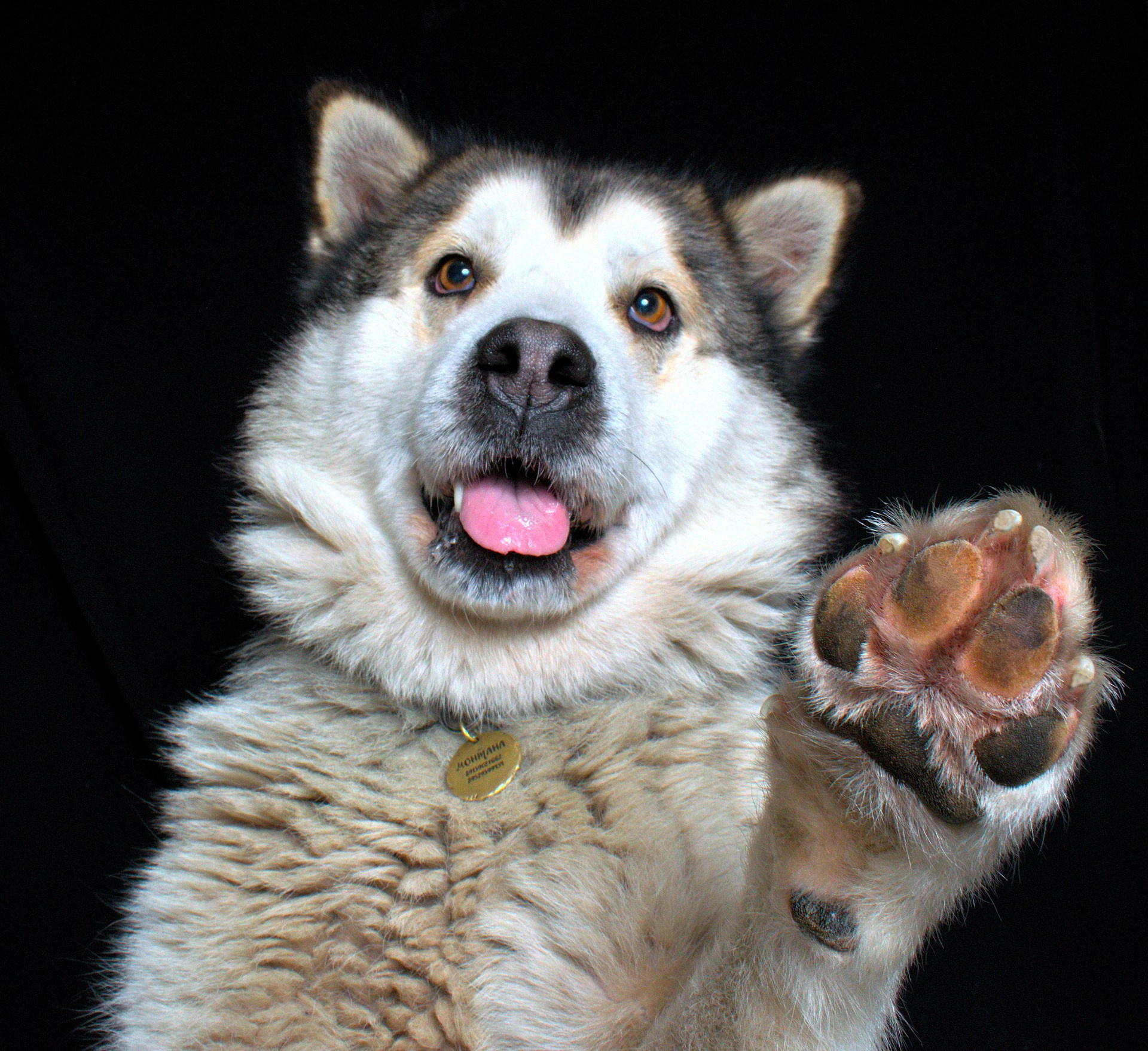Коротко о породе Аляскинский Маламут. Фотограф анималист, пейзажист, спортивные мероприятия. Новосибирск