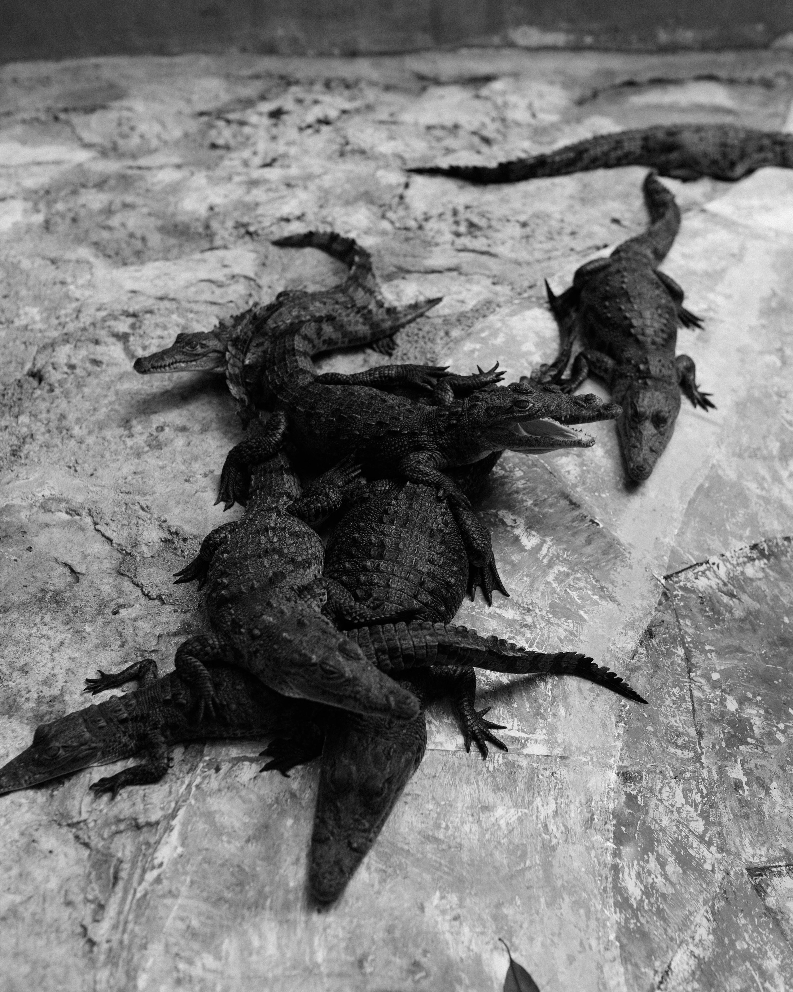 PRINT. Art Photographer Anastasiia Maiskaya