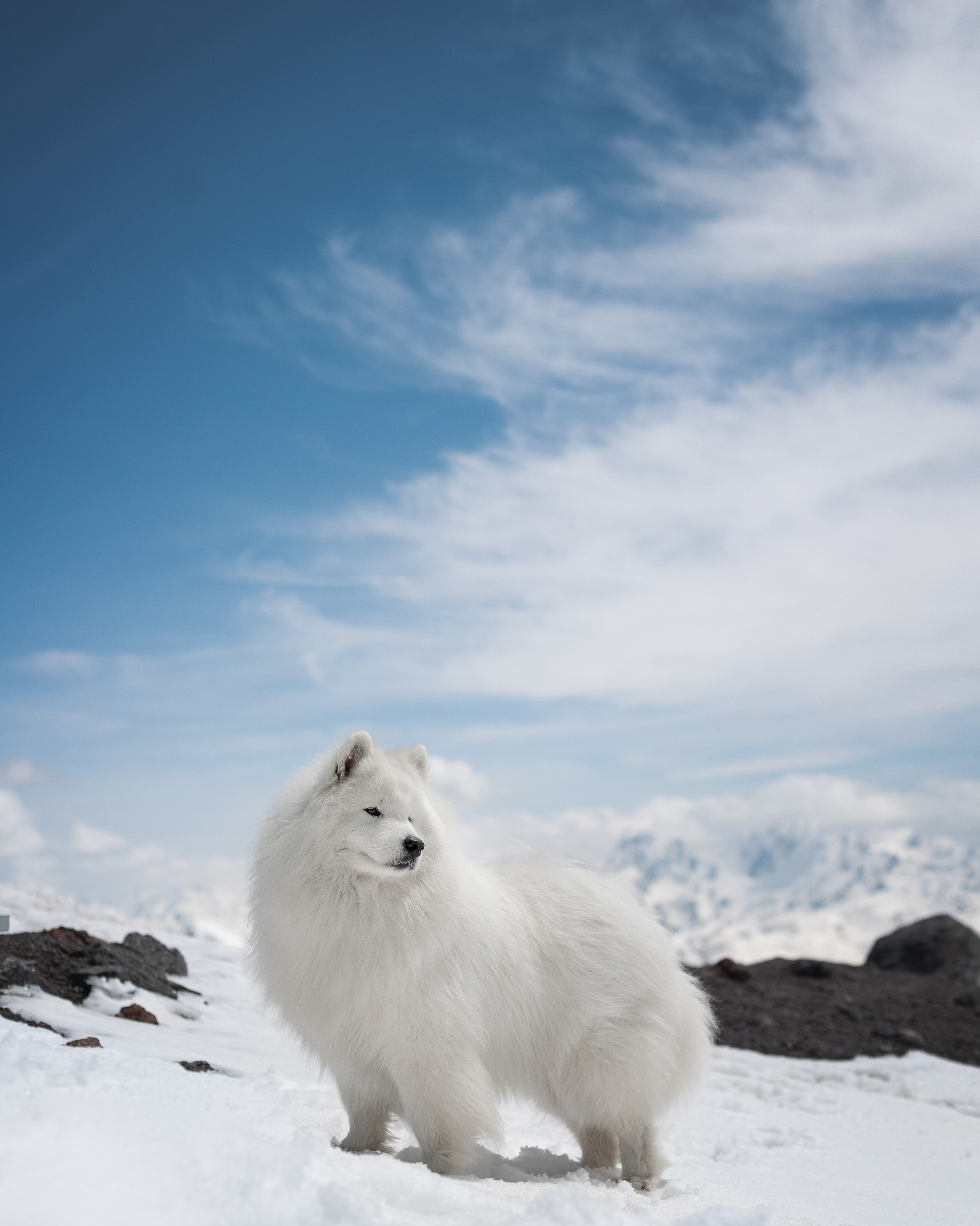 Фотограф анималист в Москве Майорова Евгения