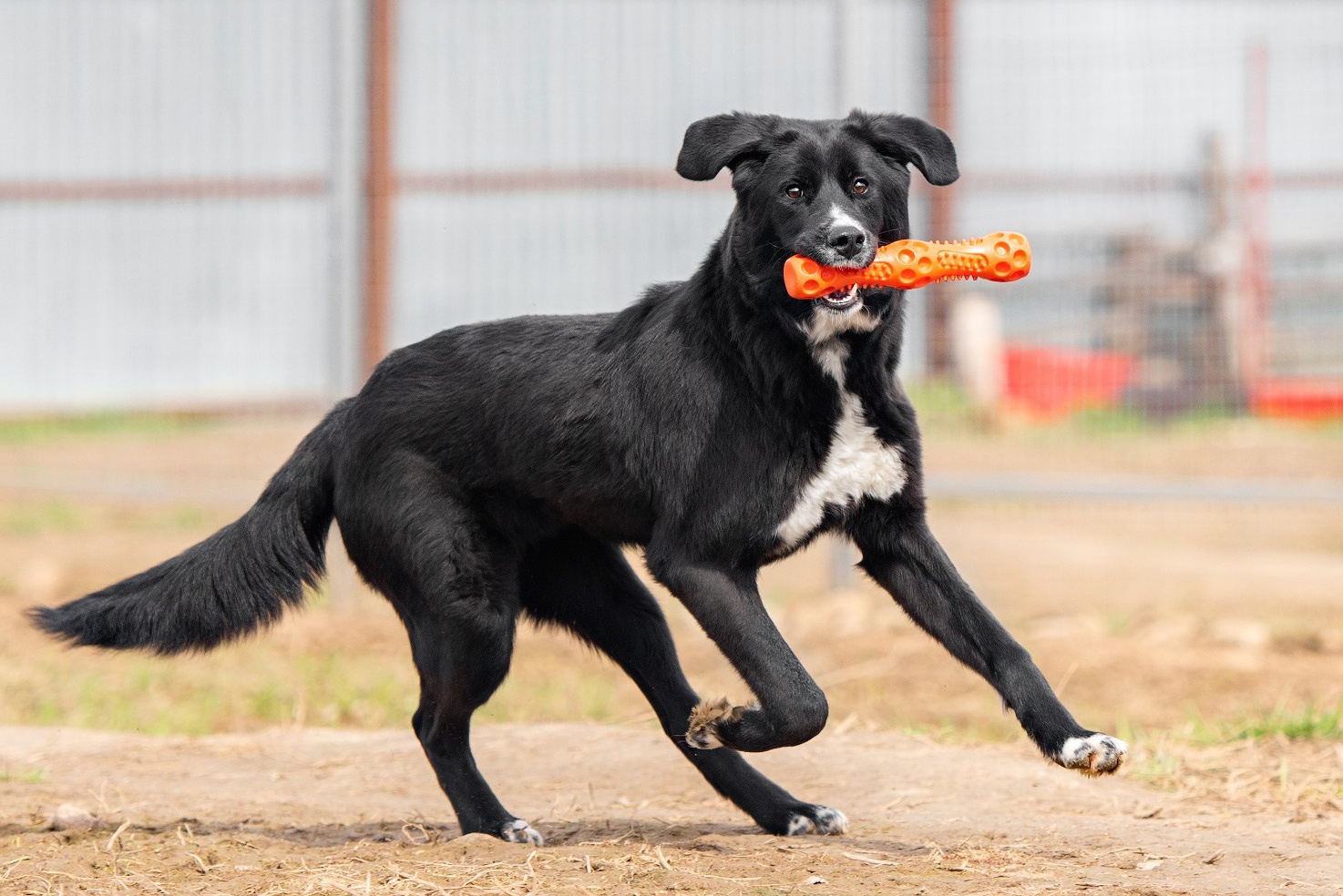 Фотосессия собаки на пристройство. Фотограф собак в Москве и Московской области Иванушкина Мария