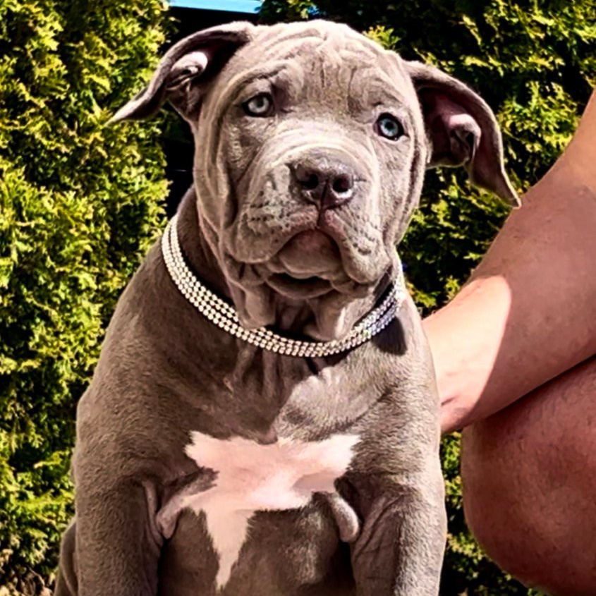 Американские булли XL в г. Калининград. Питомник Great Bully UNIVERSE