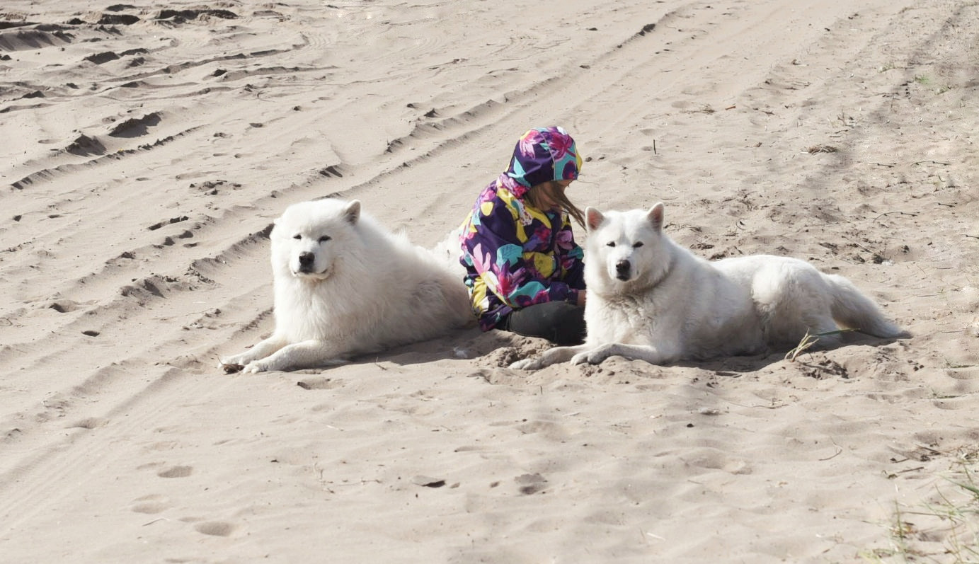 Белые собаки и ребенок в Кузомени