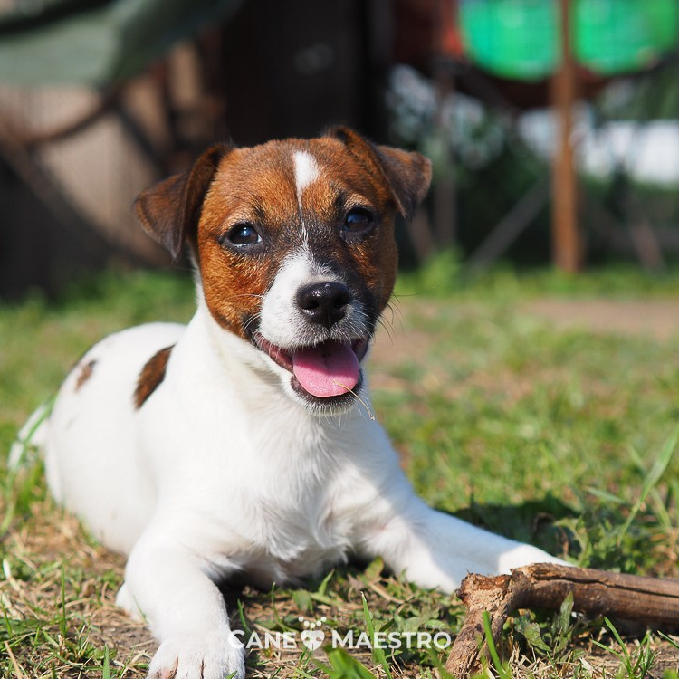 LITTER «F» 04/03/2024. CANE MAESTRO — kennel Jack Russell Terrier