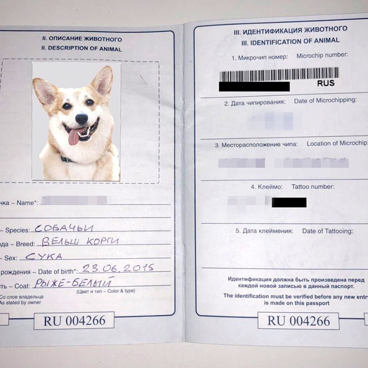 Фото на ветпаспорт в Красноярске в студии Фотоярск