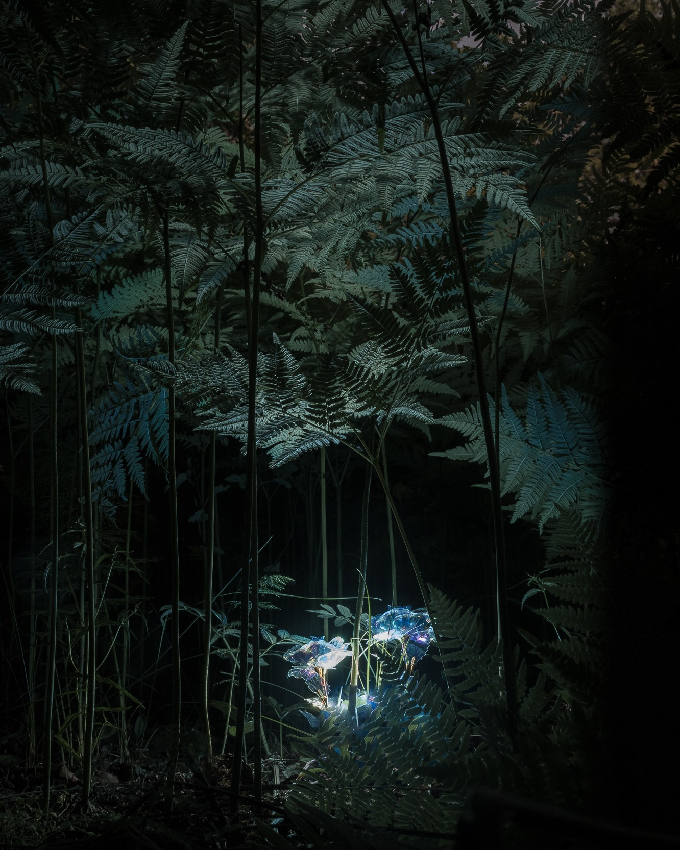 Фотография на ярмарке Blazar: что с ней происходит сегодня. Самоорганизация Низина