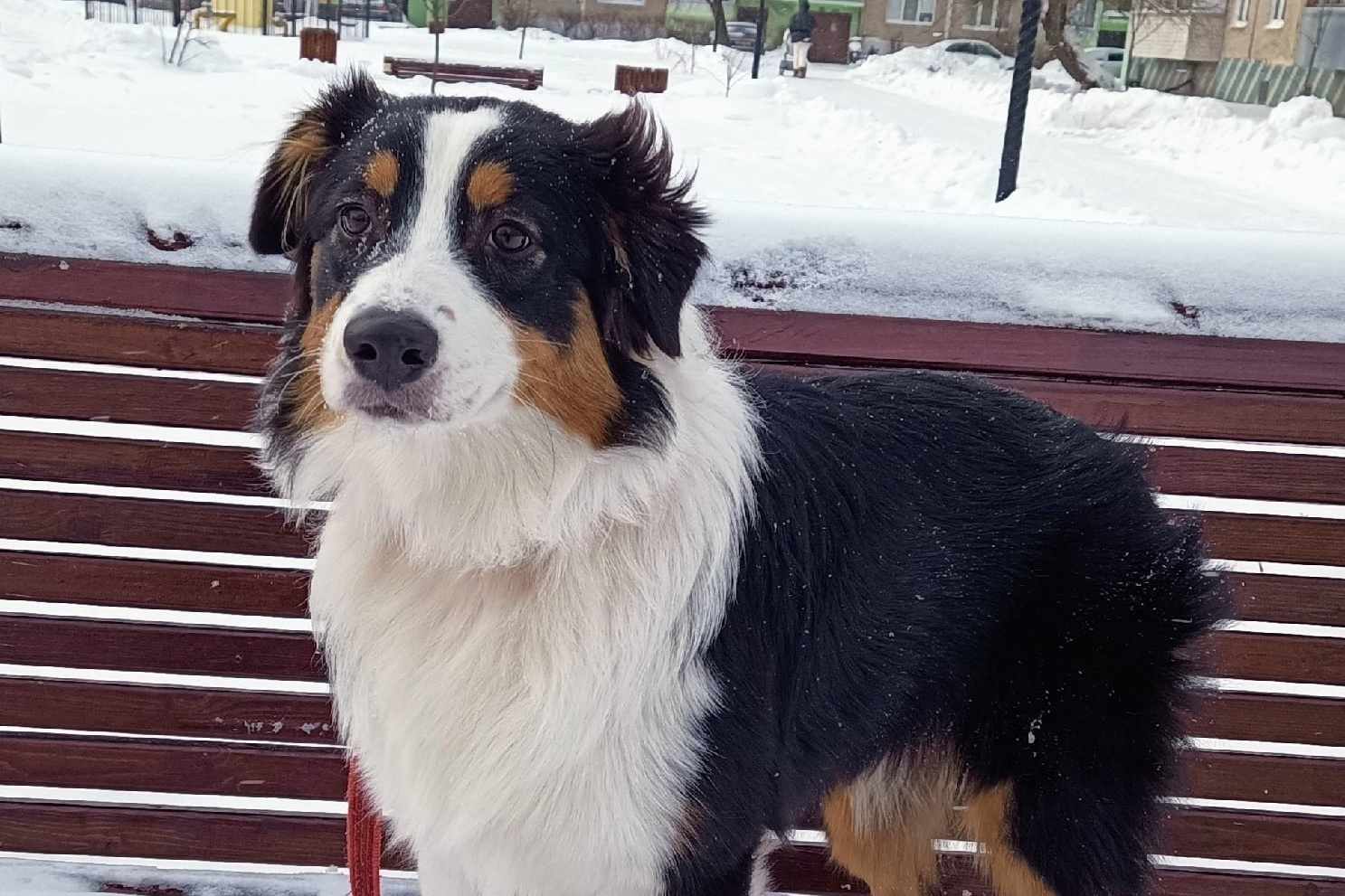 Р-помёт. BLGKV питомник собак