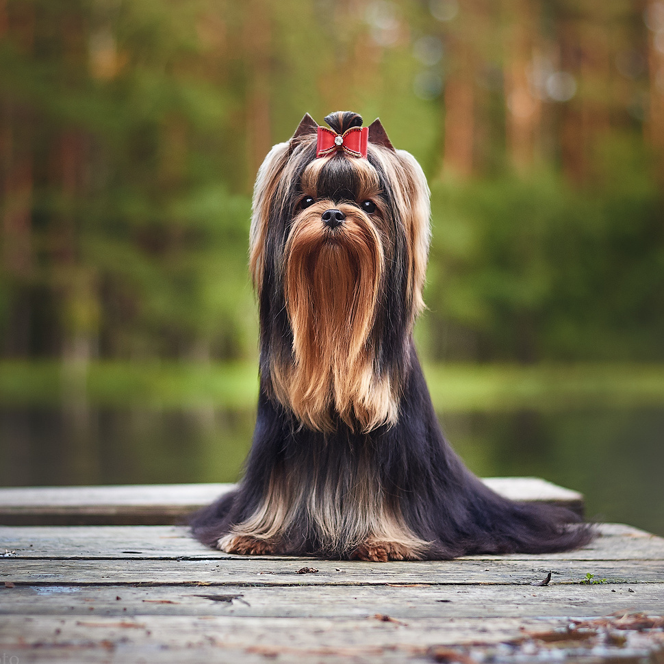 О питомнике «ДЭНСТАЙЛ|About the kennel DENSTAIL». Питомник Йоркширских терьеров Дэнстайл в Санкт-Петербурге заводчик Тих