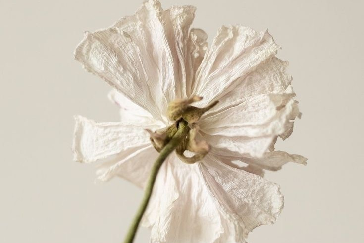 Услуги. Фотограф Шевчик Виктория