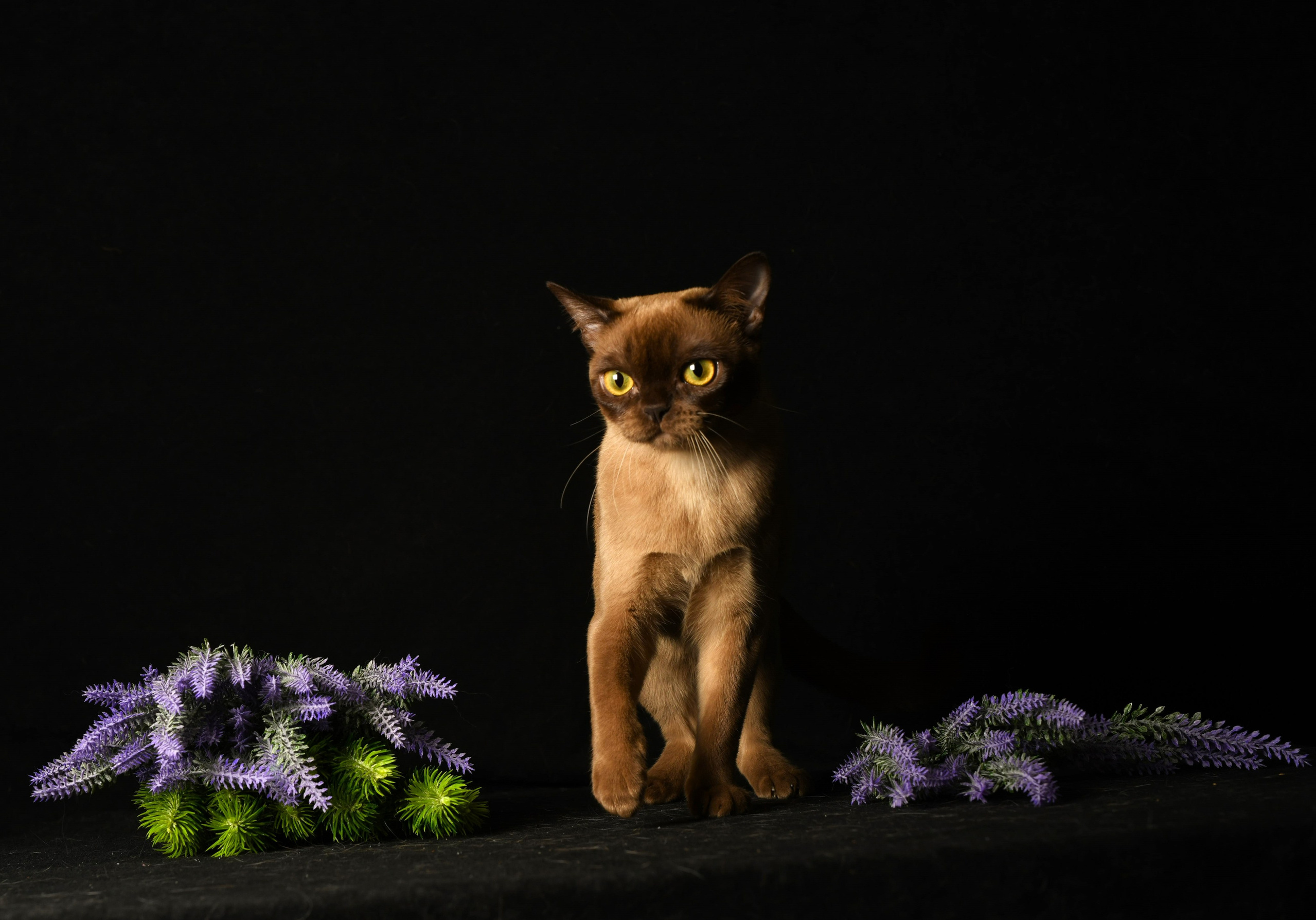 Котёнок американской бурмы. Las Burmas — питомник американской бурмы традиционных линий