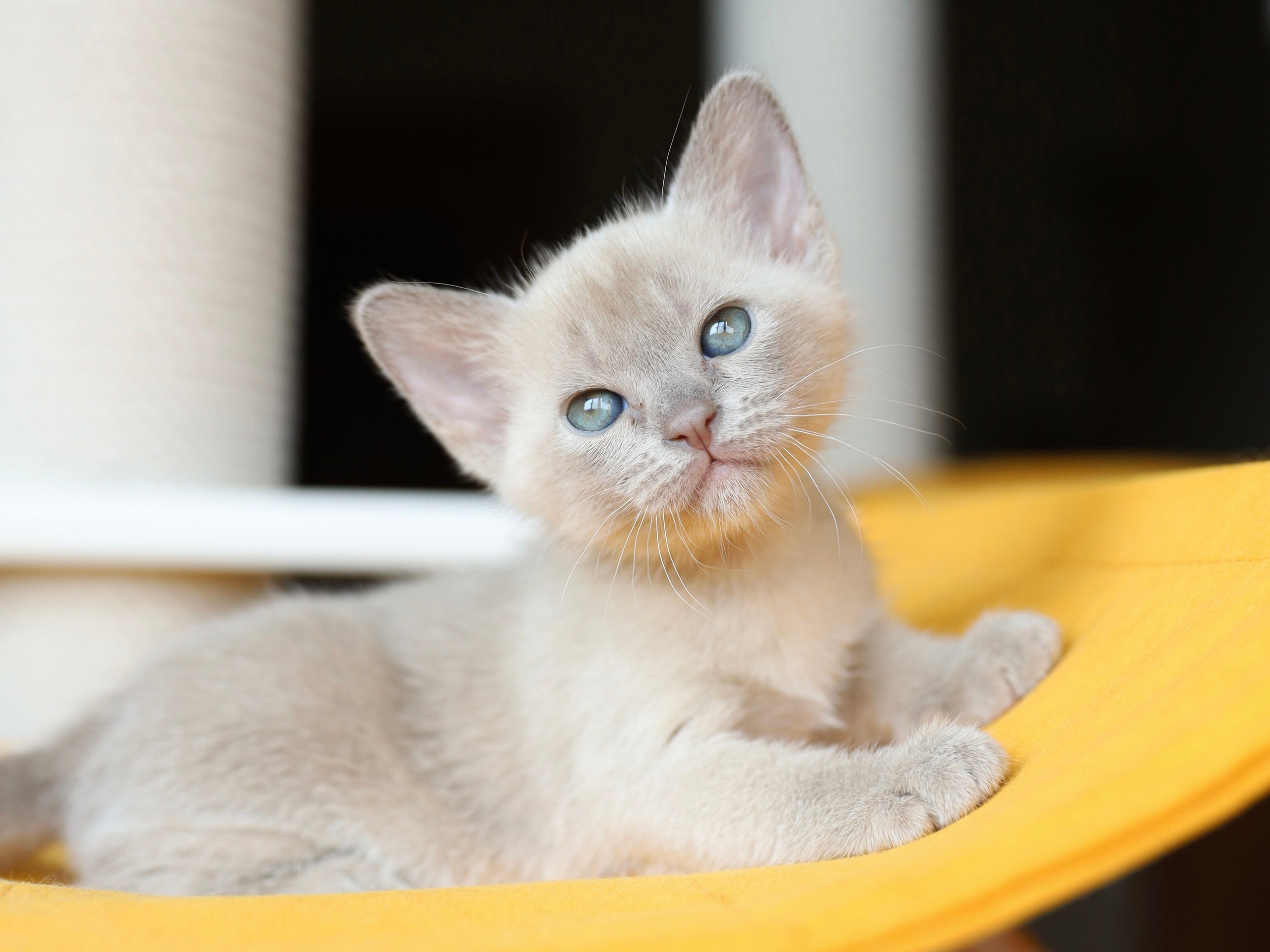 Котята. Питомник «Bouncy Life»