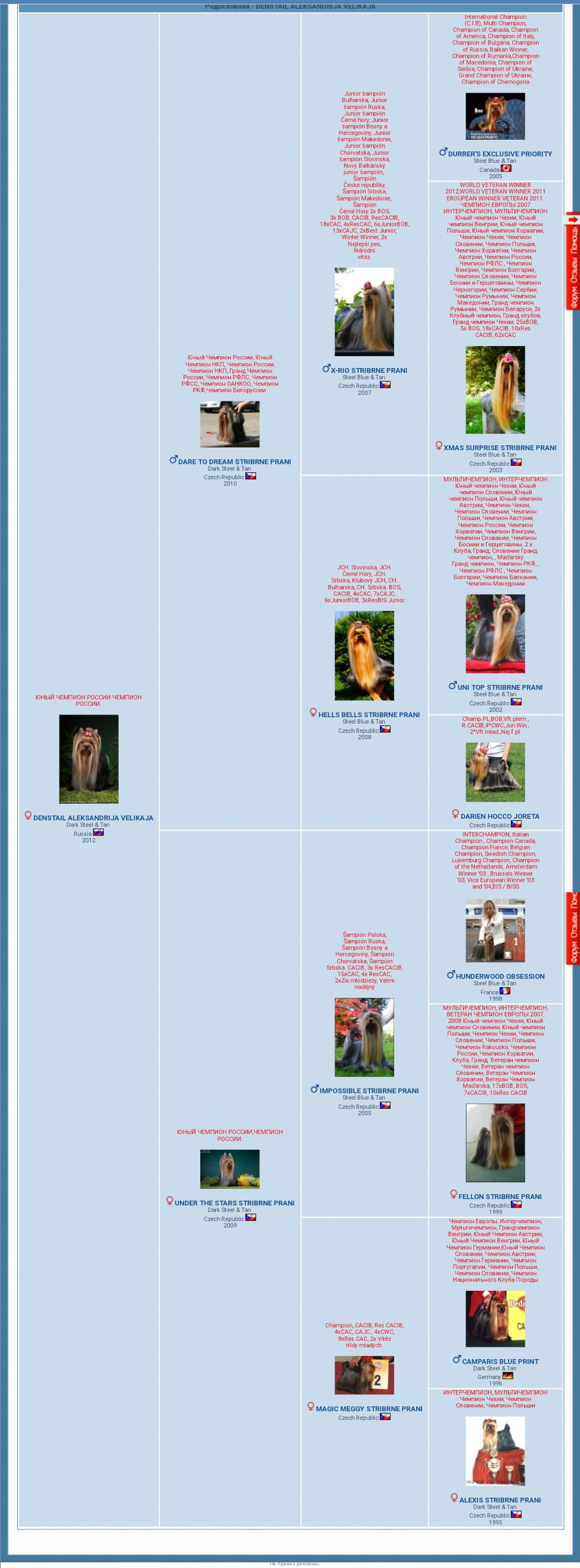 Denstail Aleksandrija Velikaja. Питомник Йоркширских терьеров Дэнстайл в Санкт-Петербурге заводчик Тих