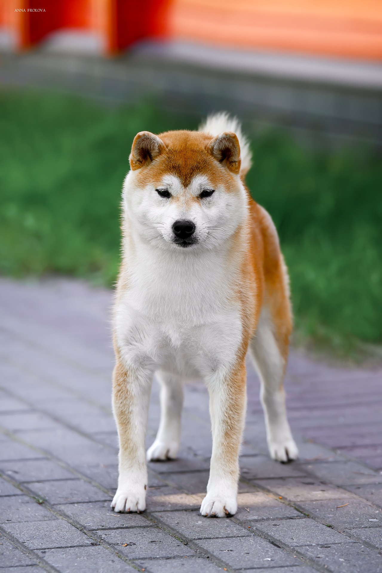 FEMALES. SHIOMARU Shiba and Akita Inu Kennel