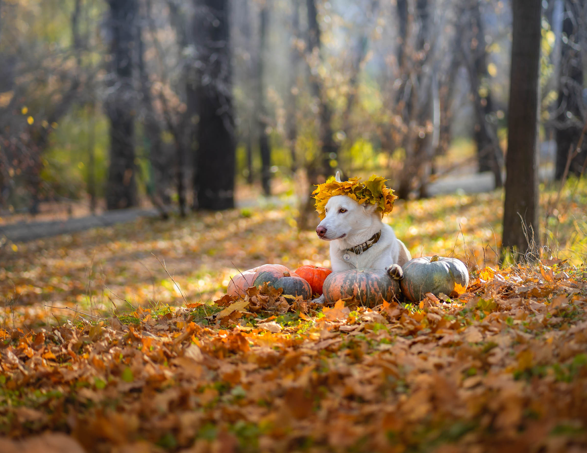 Photographer. Home design. Nature photography. Art prints. Детская фотосъемка, Екатеринбург october, fall, autumn, october beauty, dog, park, yellow leaves, autumn leaf wreath, autumn wreath, nature, animals, cute dogs, pets, dog portrait, pumpkin, pumpkins, halloween, oktoberfest, mister october