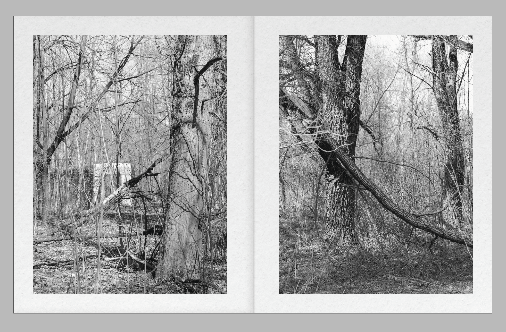 Garden against time. Фотограф и исследователь фотографии из Санкт-Петербурга Елизавета Веприцкая