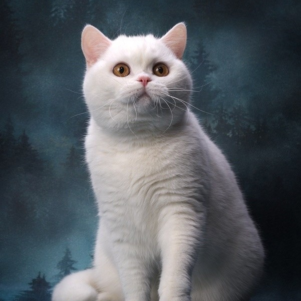 Кошки\Female. Mauna Gastonia