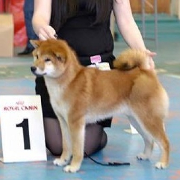 Dog show 2015. SHIOMARU Питомник сиба и акита-ину