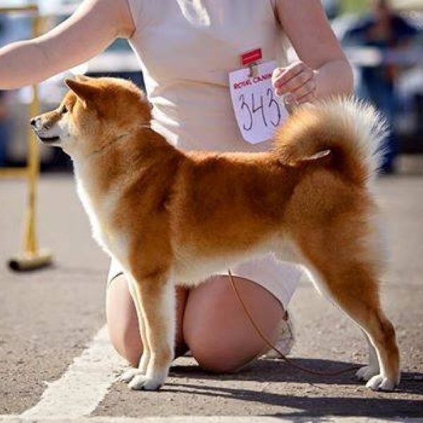 Dog show 2015. SHIOMARU Питомник сиба и акита-ину