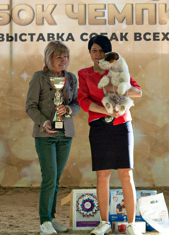 Лучший Юниор выставки. Джек рассел терьер в г. Рязань.