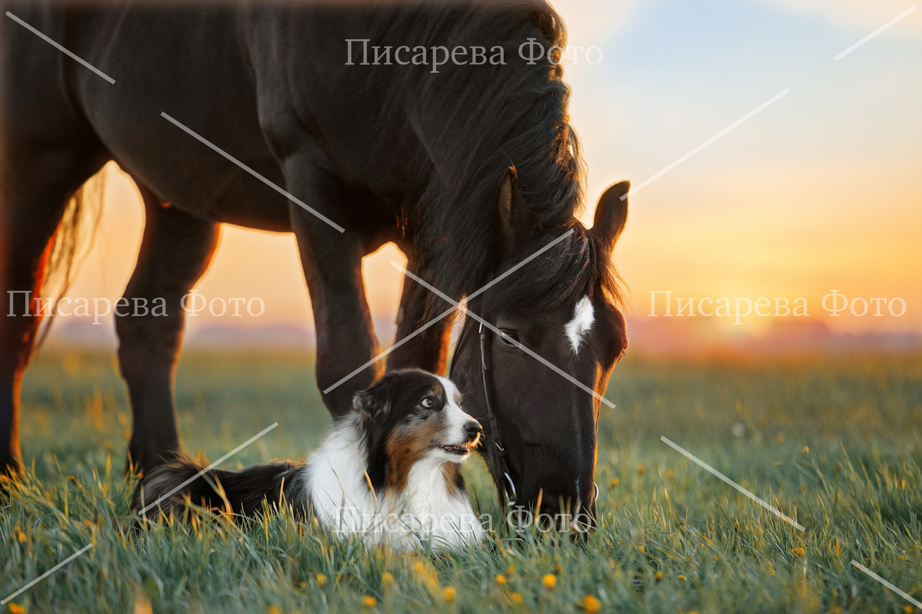 Собака и лошадь в поле