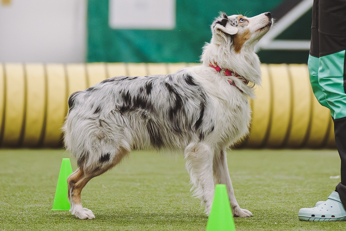 Кайса. BLGKV питомник собак