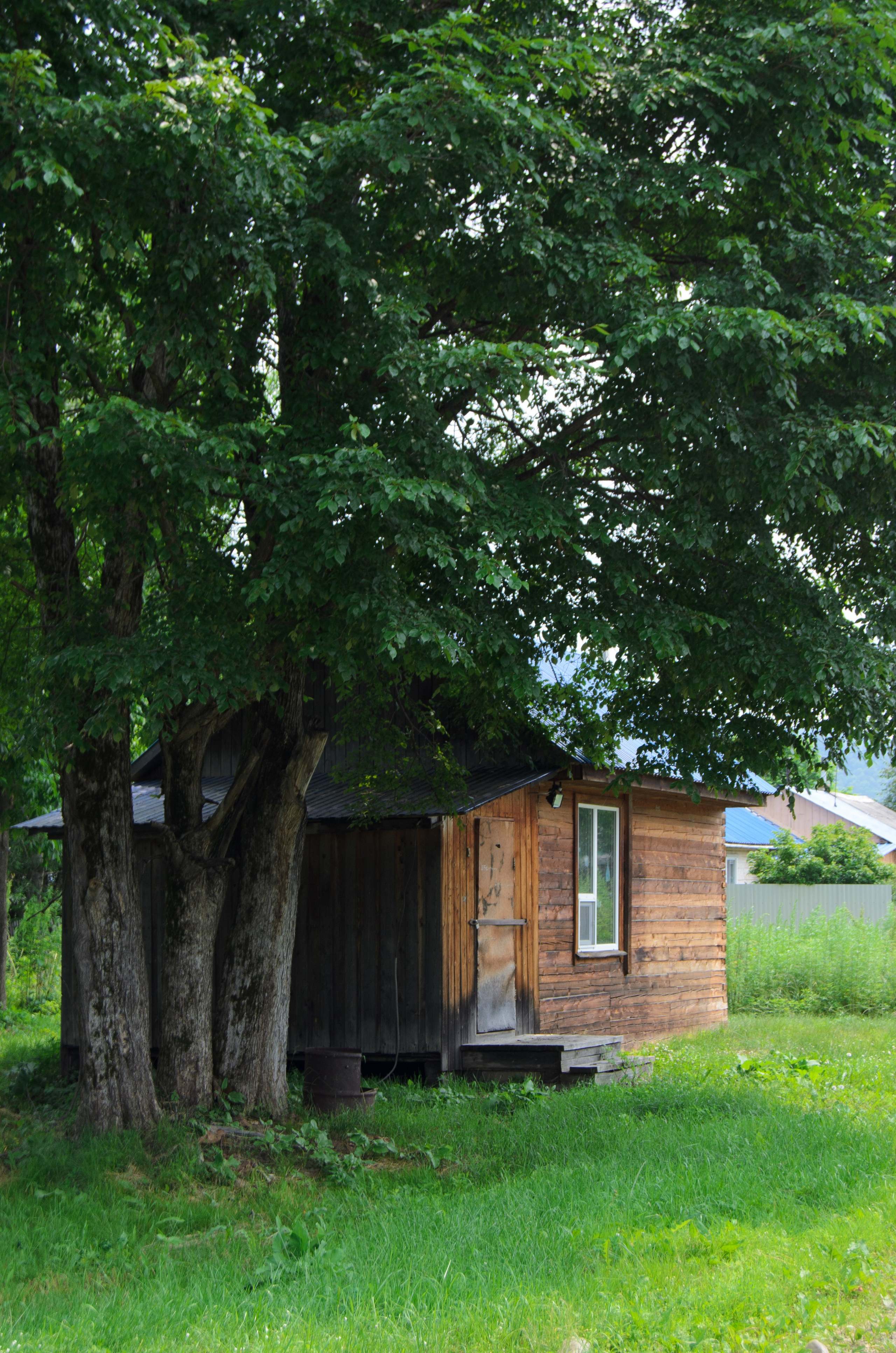 Удэгейша. Колентеева Наталья/фотограф