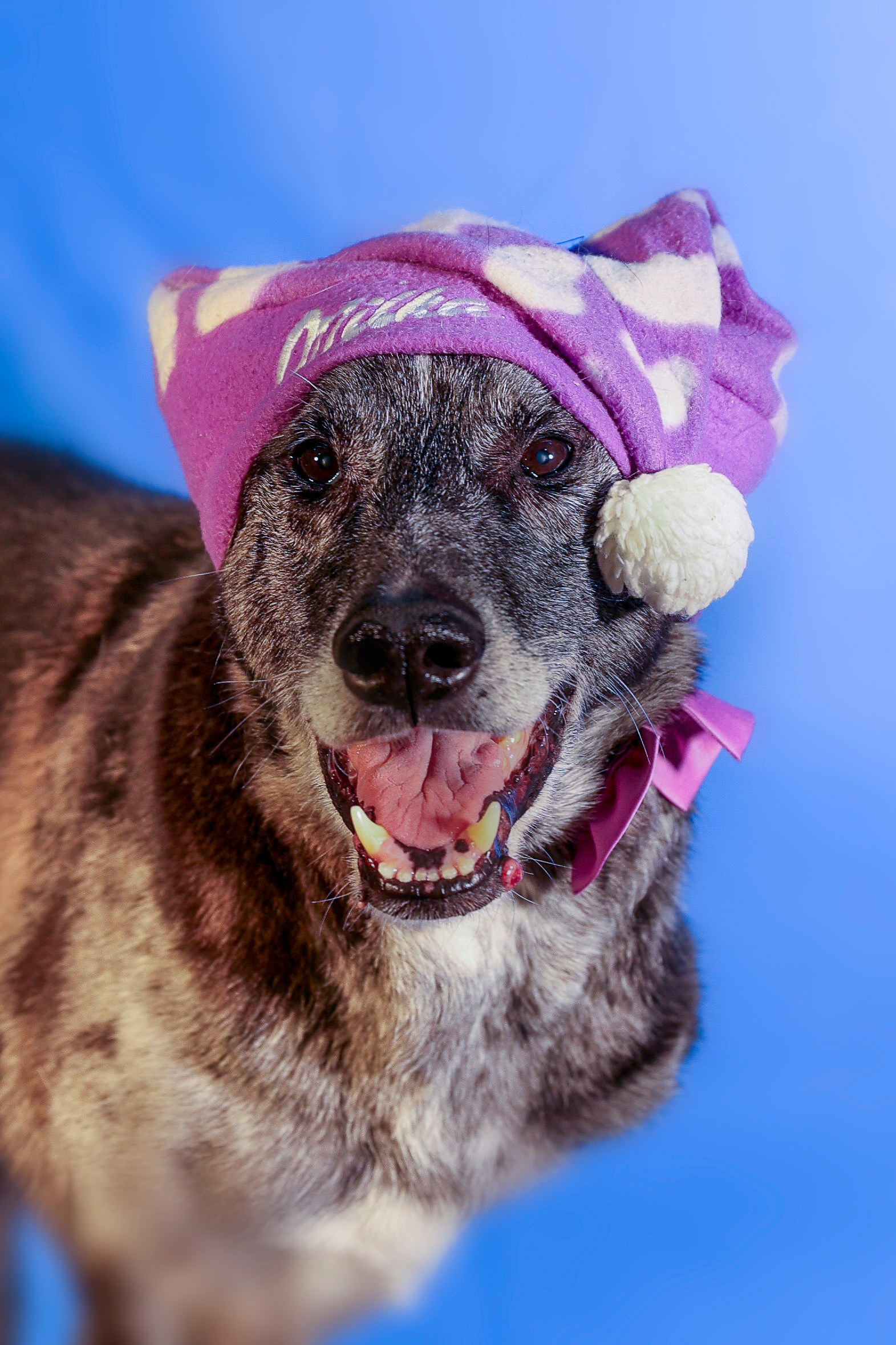 Приют четвероногий АНГЕЛ. Фотограф 📸 семейный, предметный, репортажный