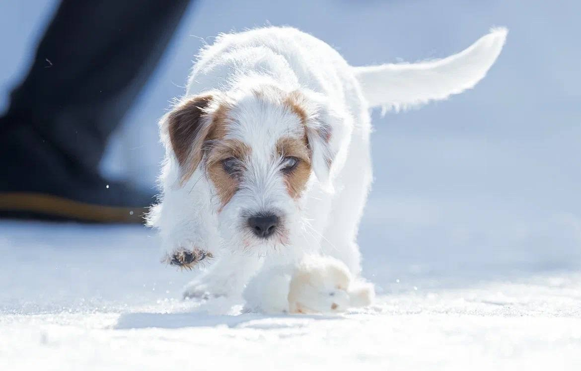 LITTER «M» 11.12.2025. Lovely Orange kennel Jack Russell Terrier FCI/RKF