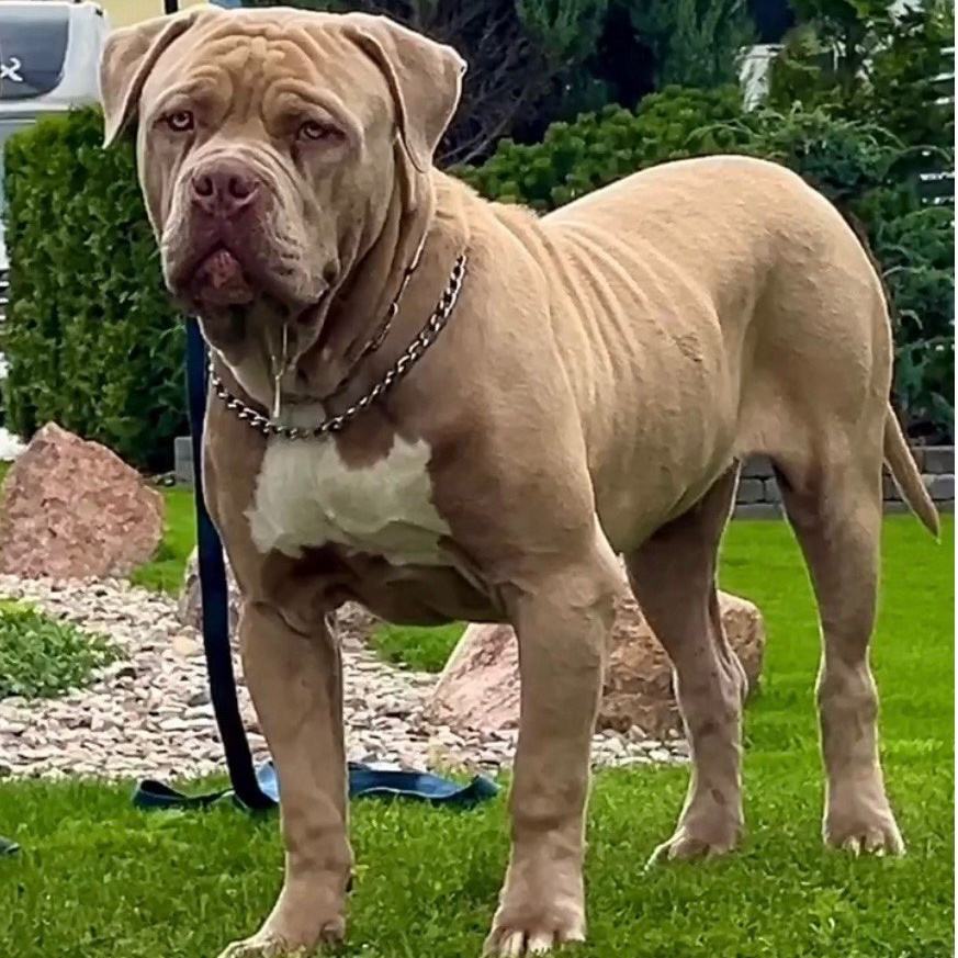 Наши собаки. Американские булли XL в г. Калининград. Питомник Great Bully UNIVERSE