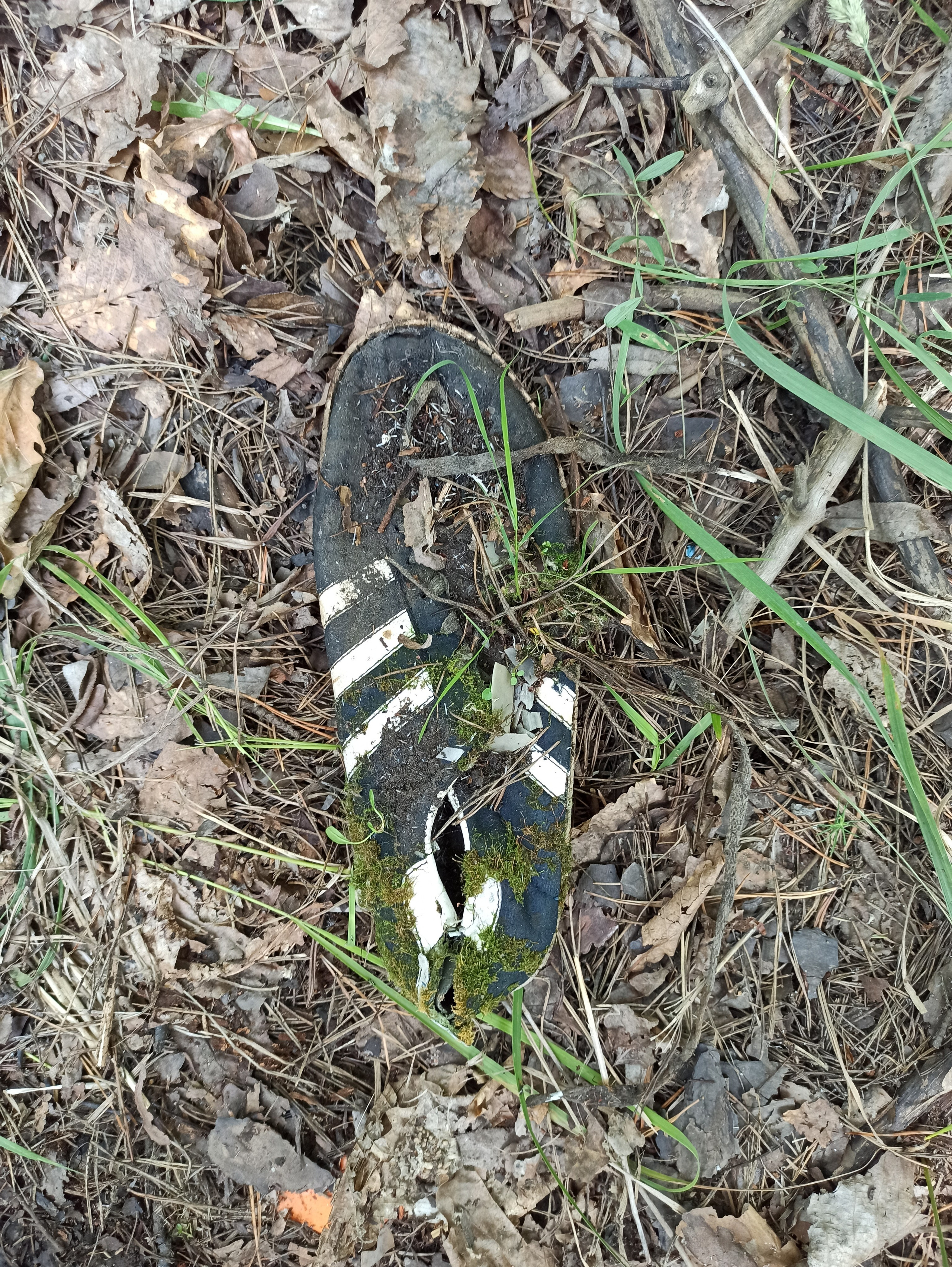 Осознанный землянин. Художник Рыбак Николай