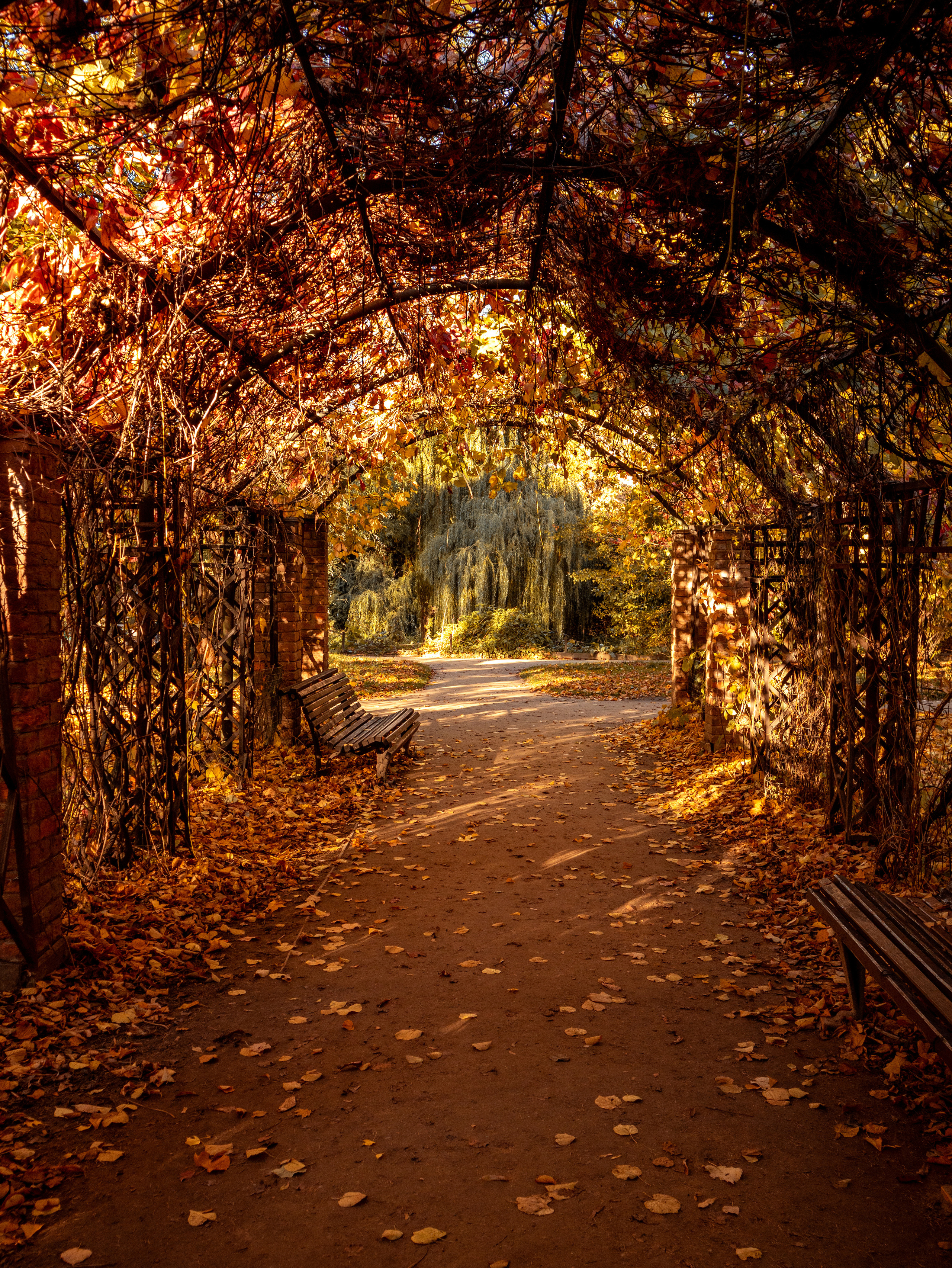 Аптекарский огород на Проспекте Мира