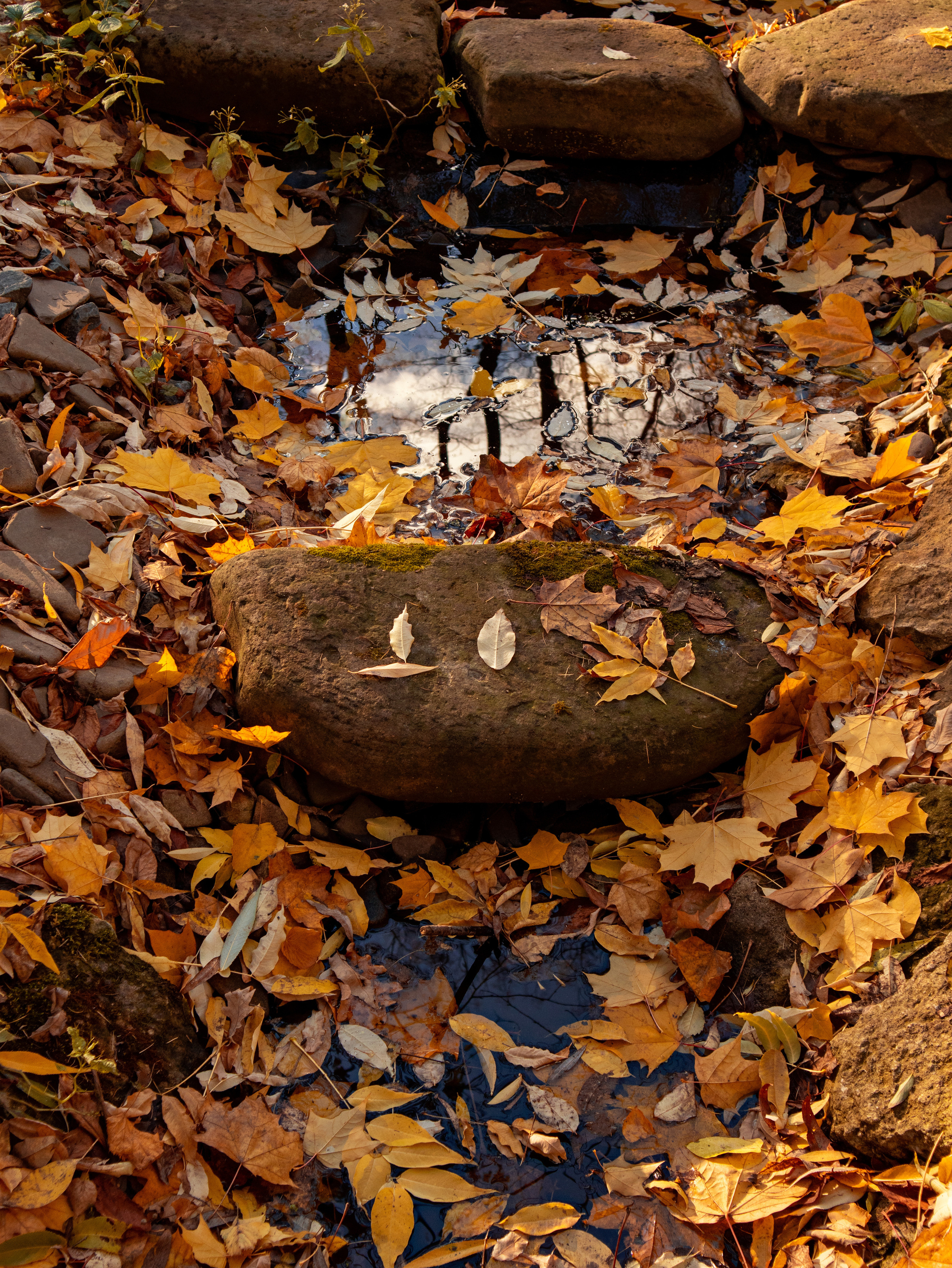 Аптекарский огород на Проспекте Мира