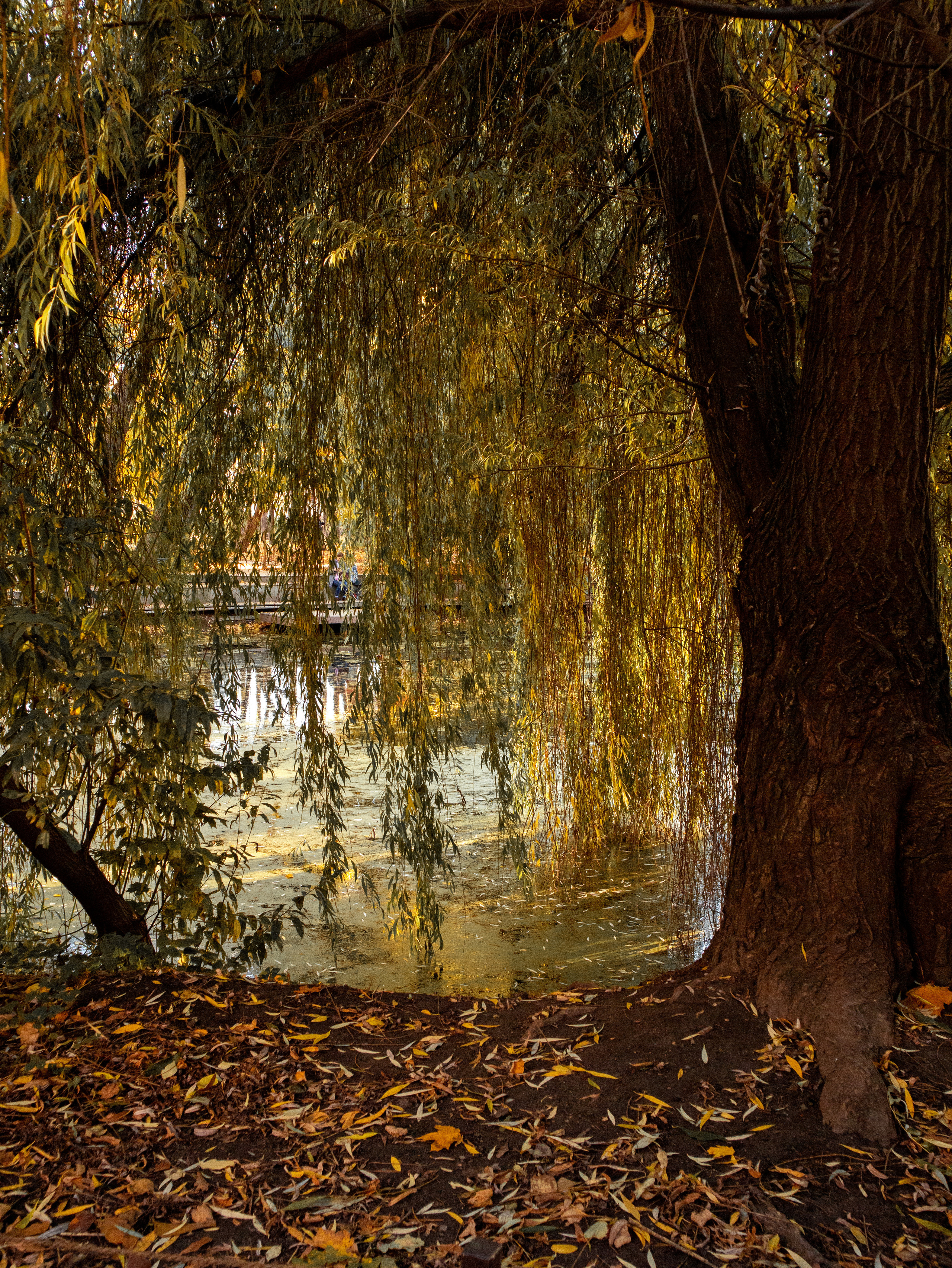 Аптекарский огород на Проспекте Мира