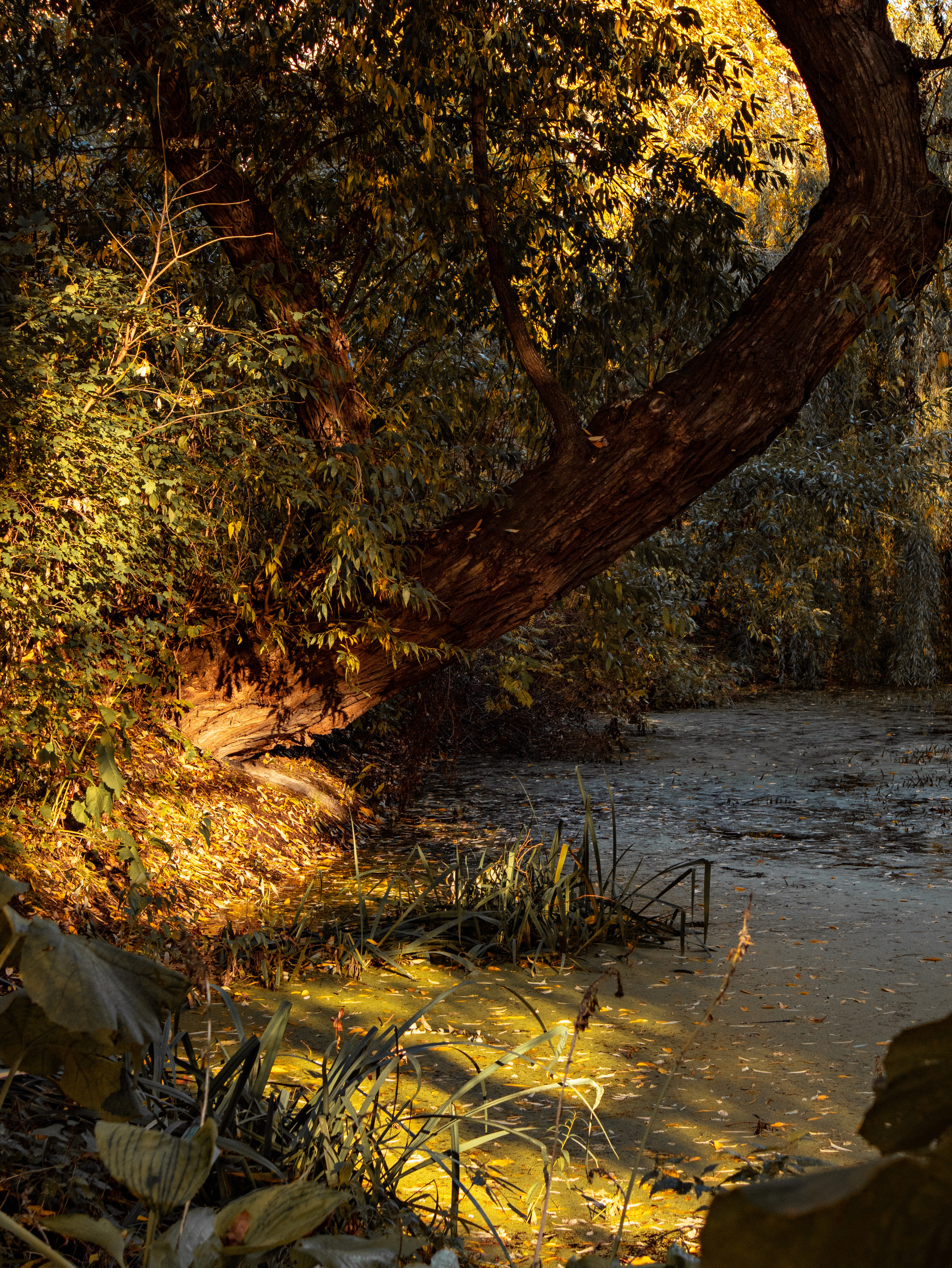 Аптекарский огород на Проспекте Мира