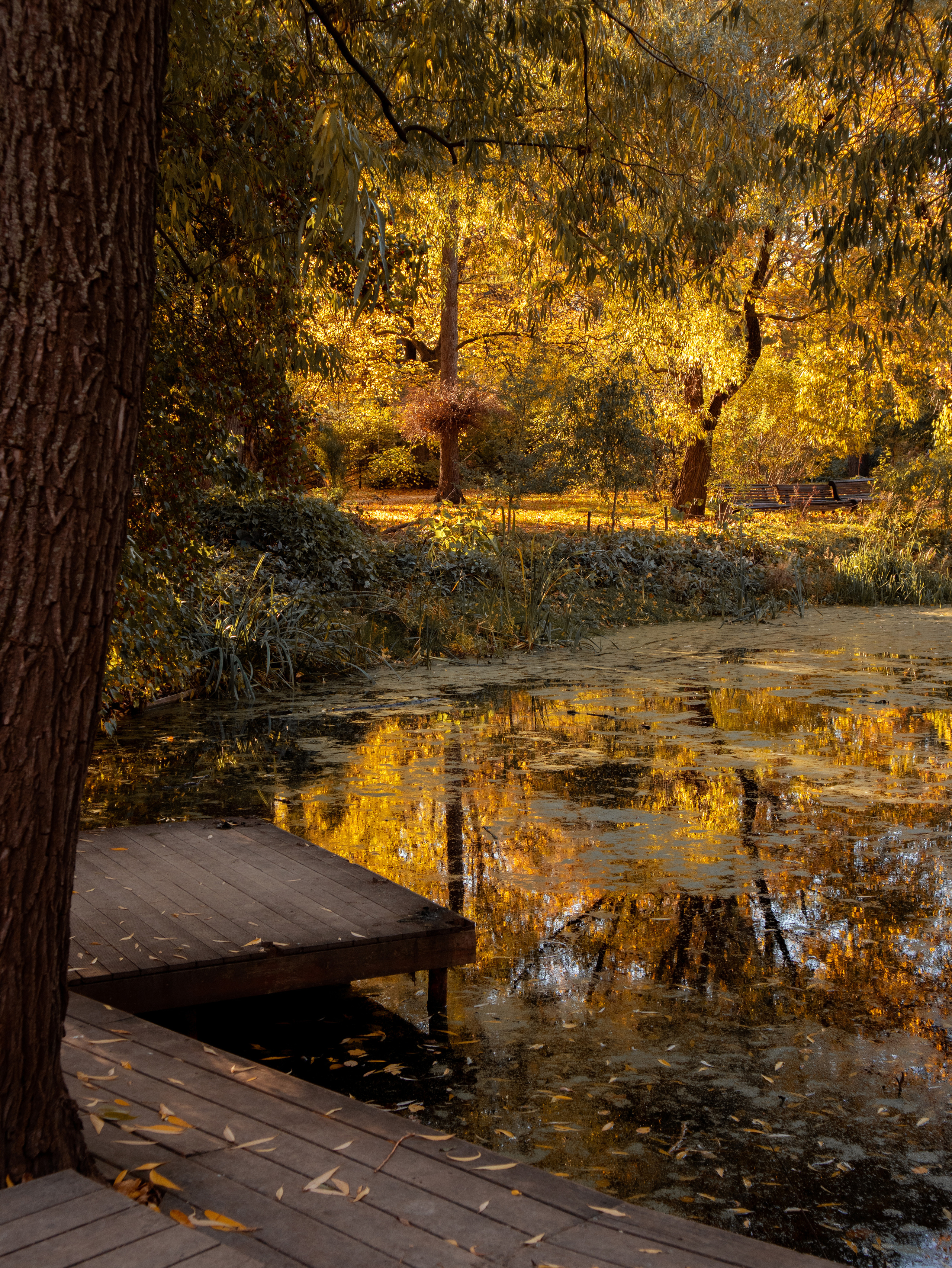 Аптекарский огород на Проспекте Мира