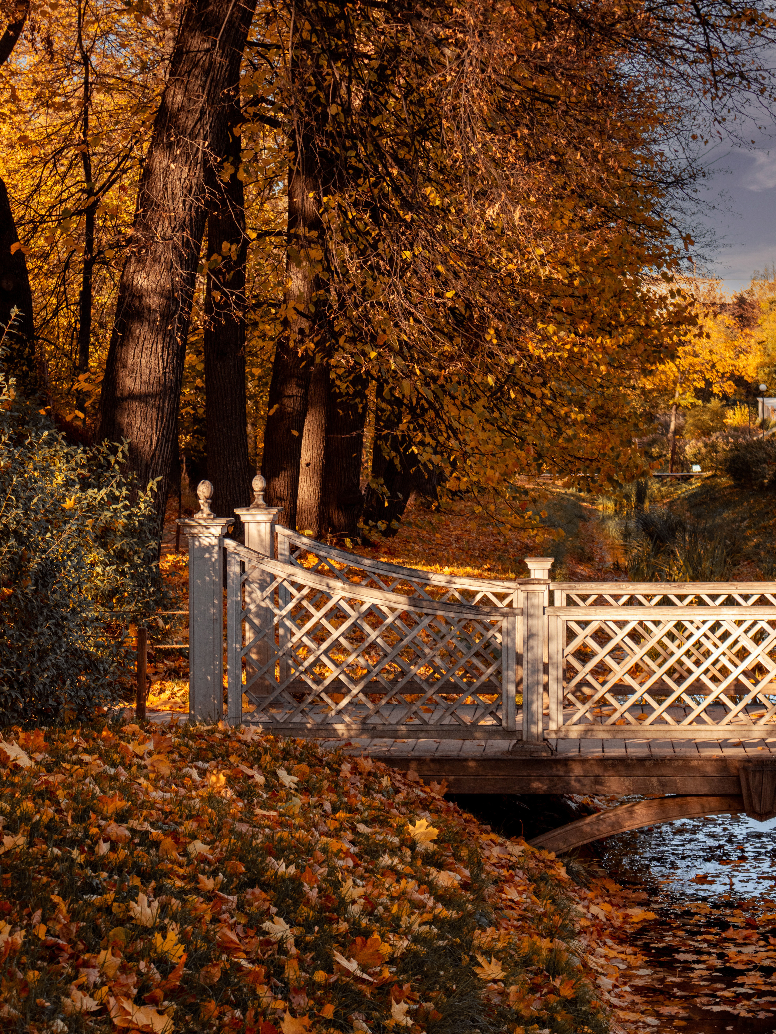 Аптекарский огород на Проспекте Мира