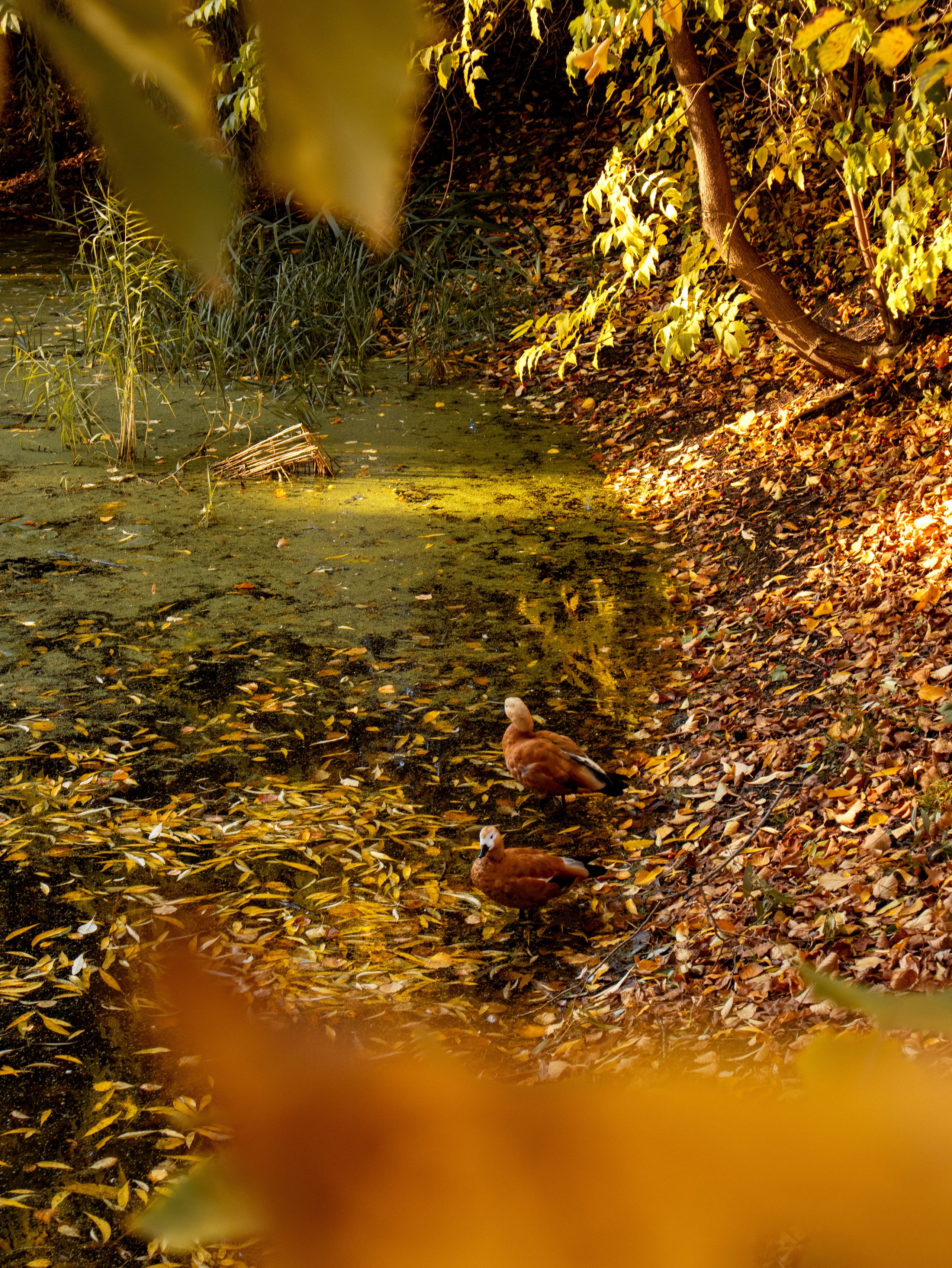 Аптекарский огород на Проспекте Мира