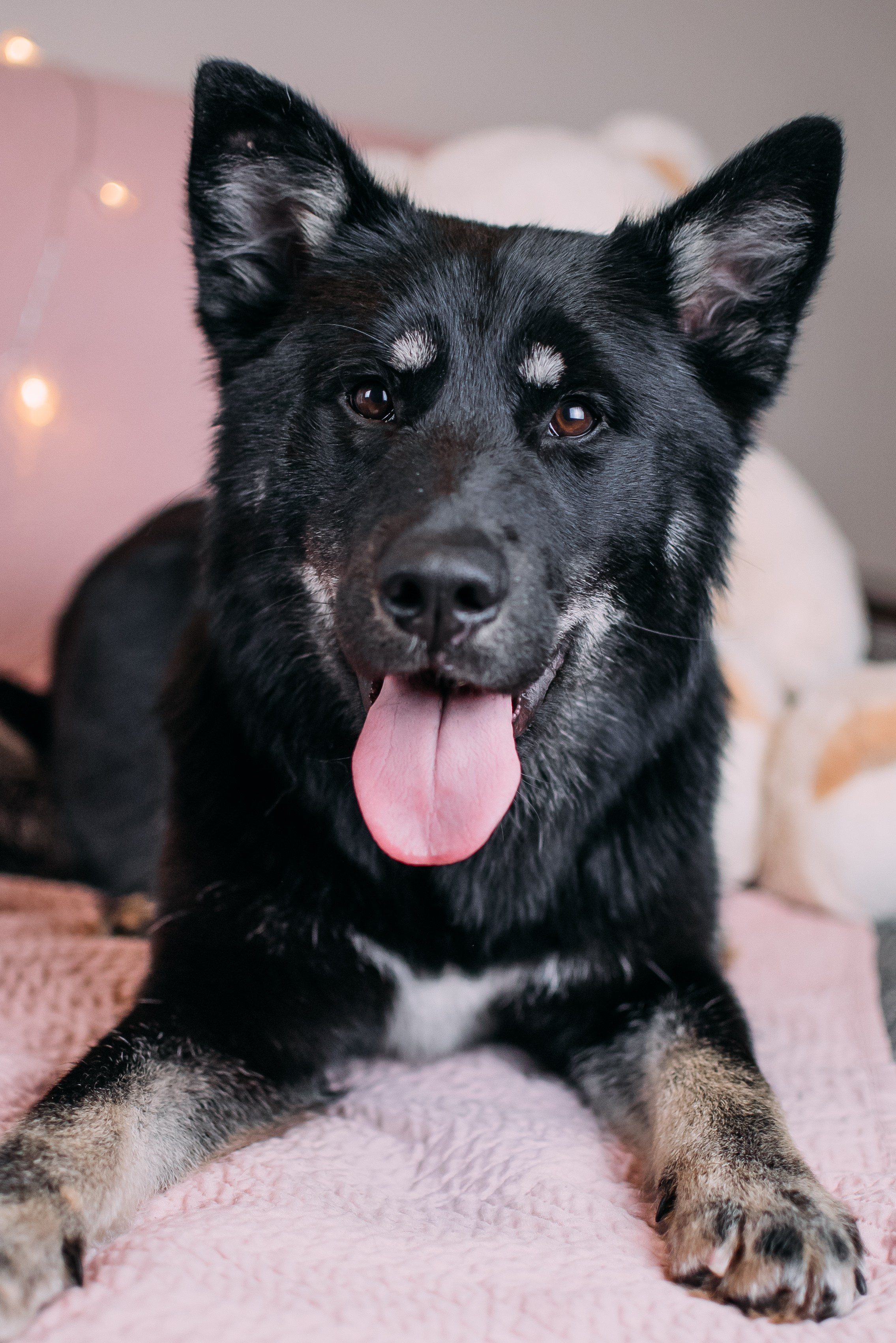 Животные на пристройство. Фотограф-анималист Валерия, Москва, Мытищи