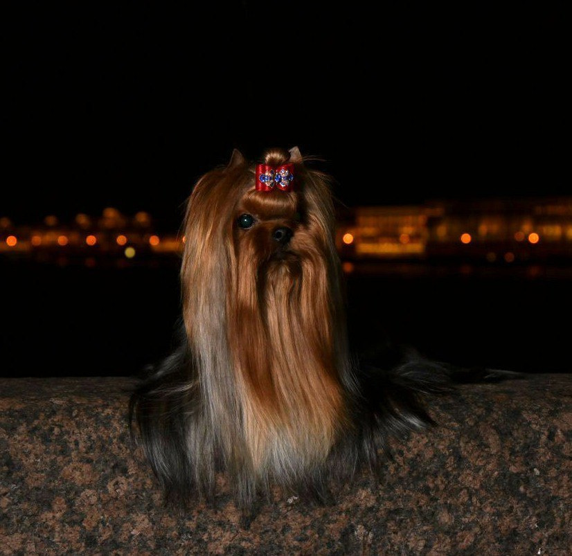 Дэнстайл Козырный Туз. Питомник Йоркширских терьеров Дэнстайл в Санкт-Петербурге заводчик Тих