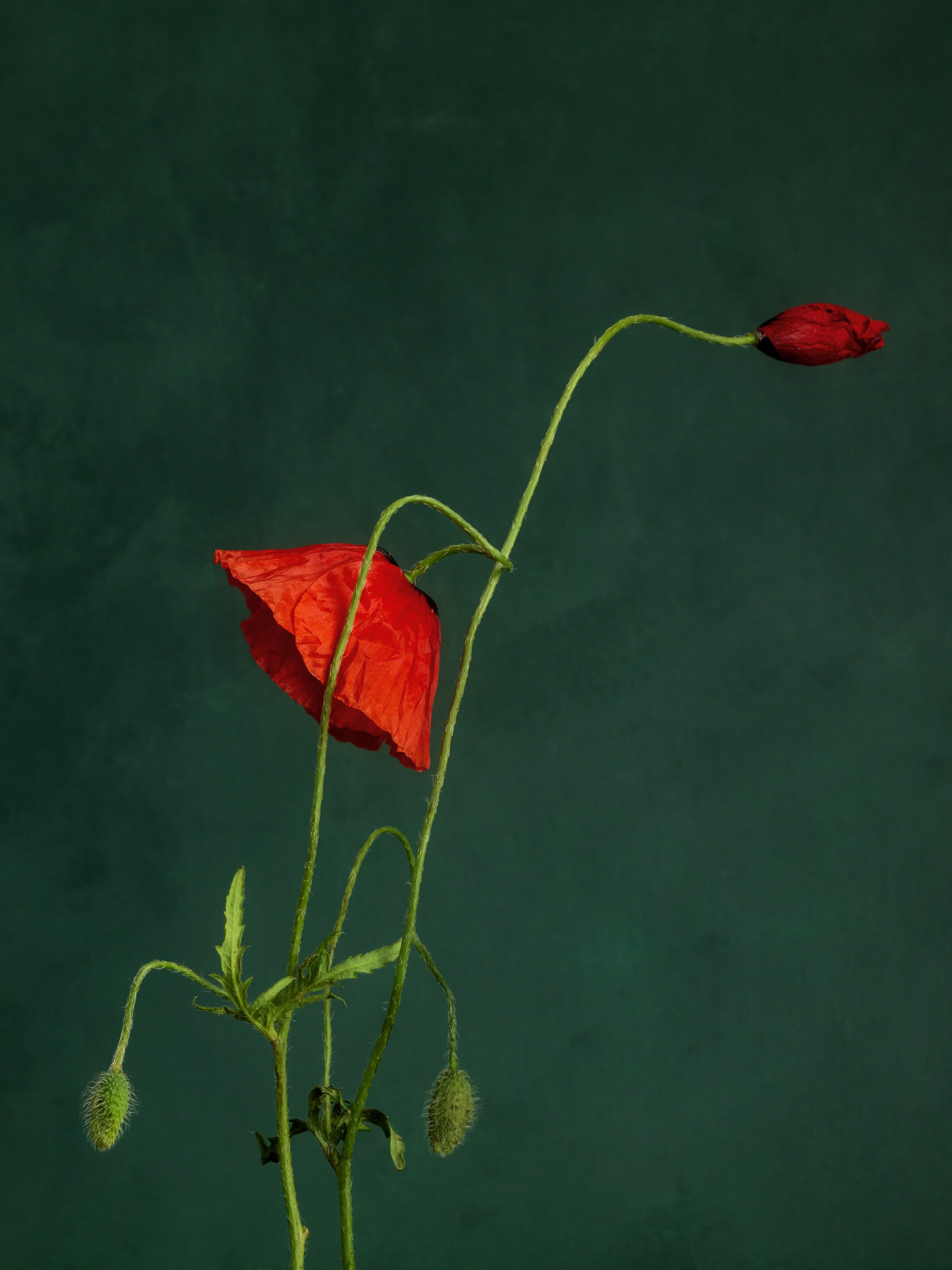 Floral Portraits. Author’s fine art prints with international delivery