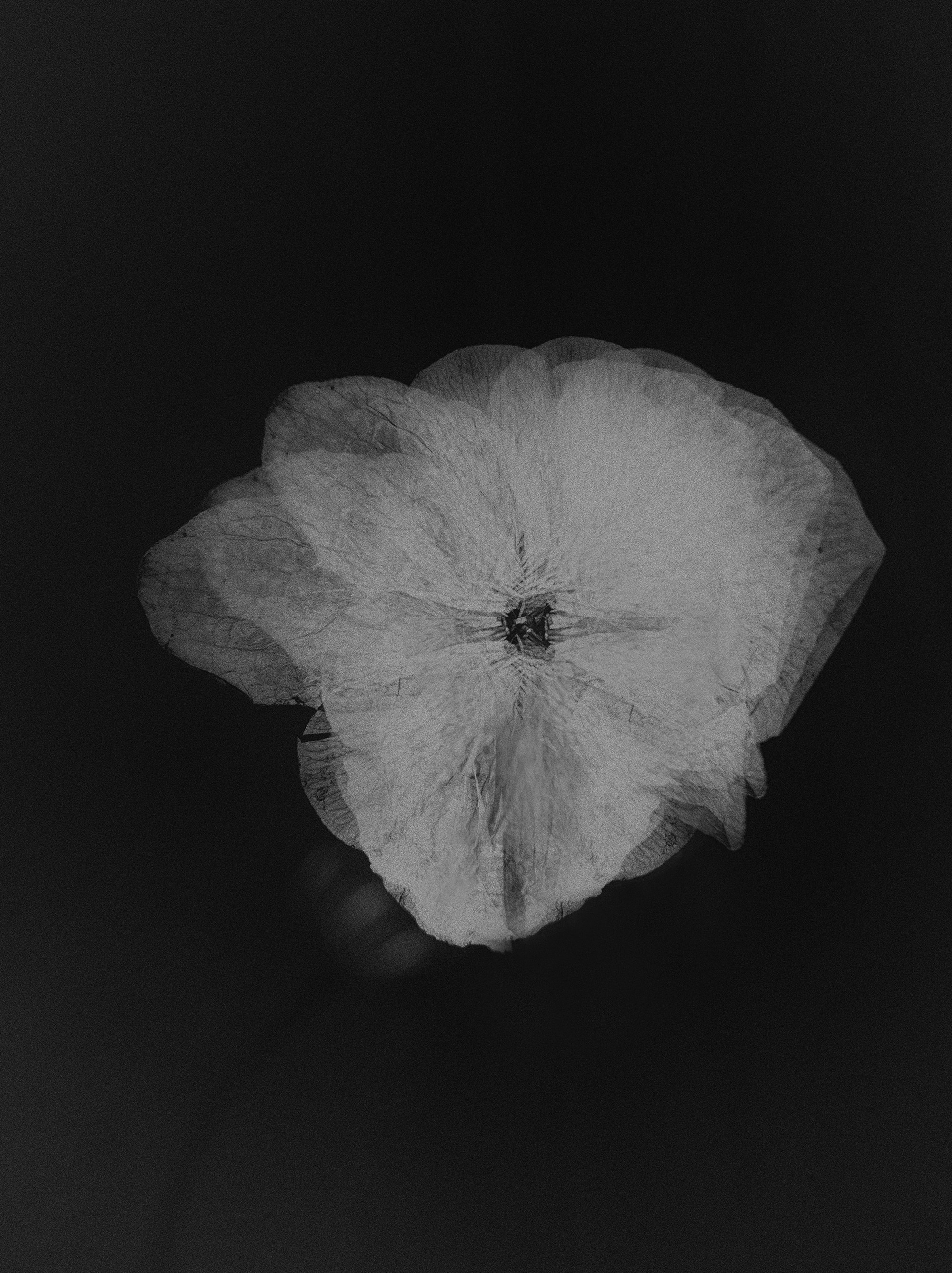 Абстракция, натюрморт и др. Арт фотограф Алина Гребешкова, Химки, Москва