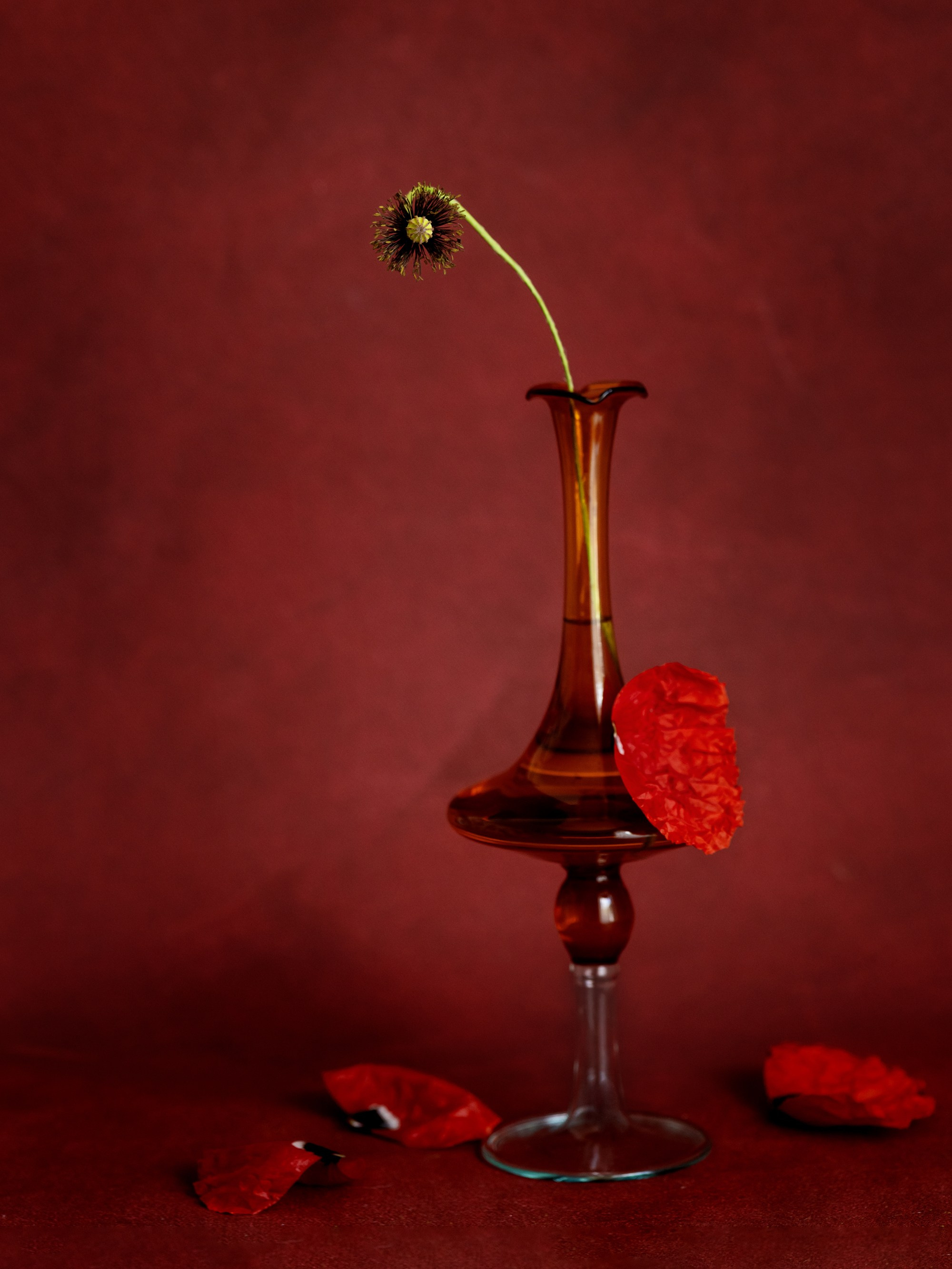Floral Portraits. Author’s fine art prints with international delivery