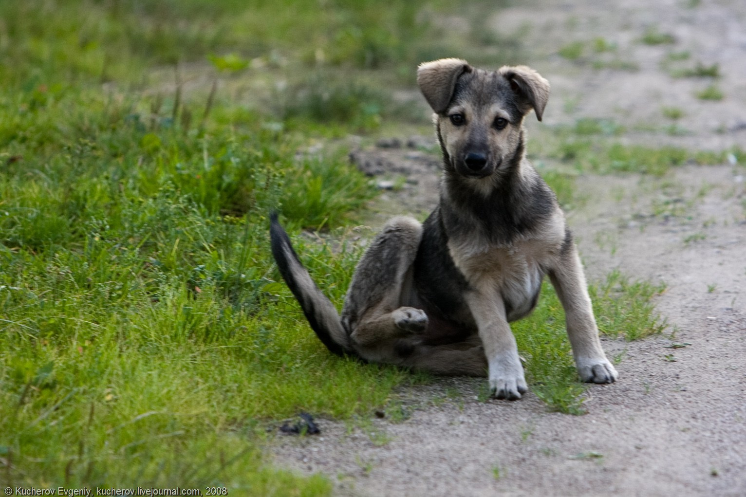 Щенок и пиво. Кучеров Евгений. Фотограф