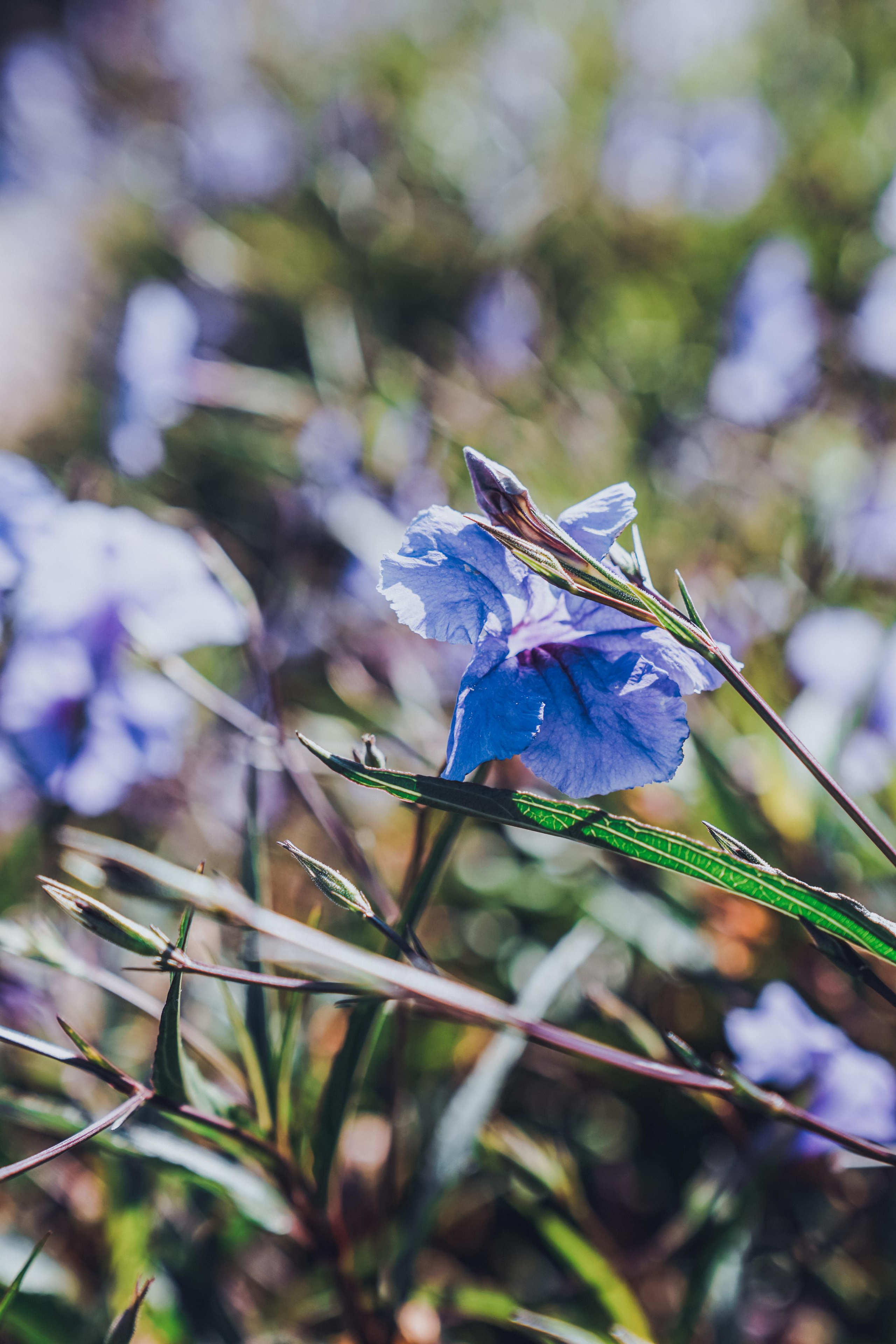 Turkey. Фотограф и видеограф в Израиле Соня Скай