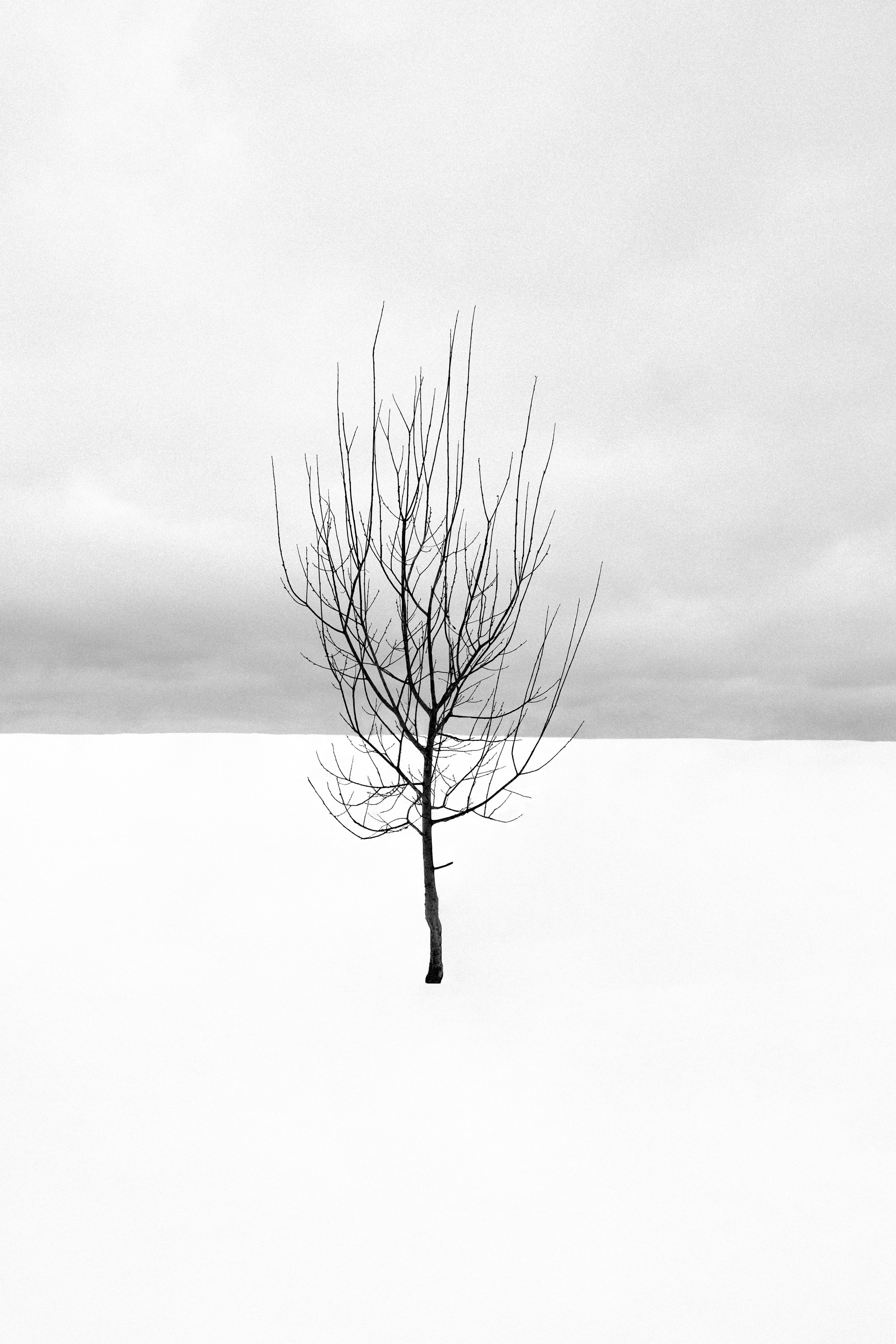 фотография природы, дерево зимой, картина в интерьер, постер в интерьер