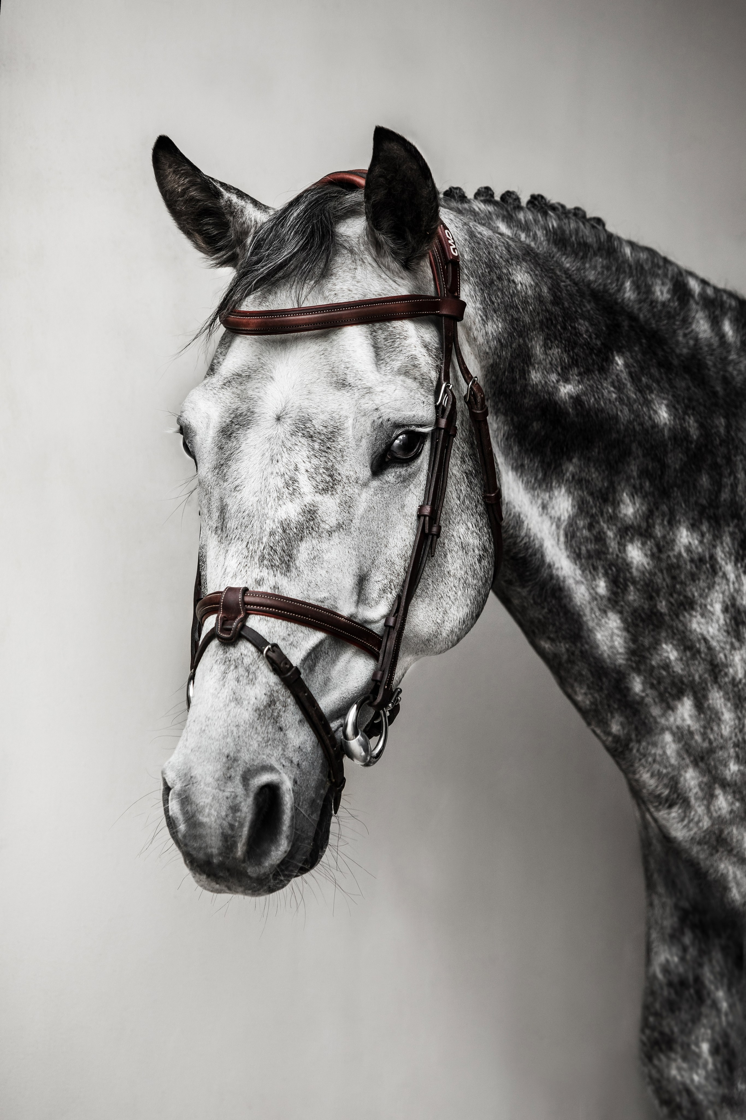 Veronika Makeeva horse photo