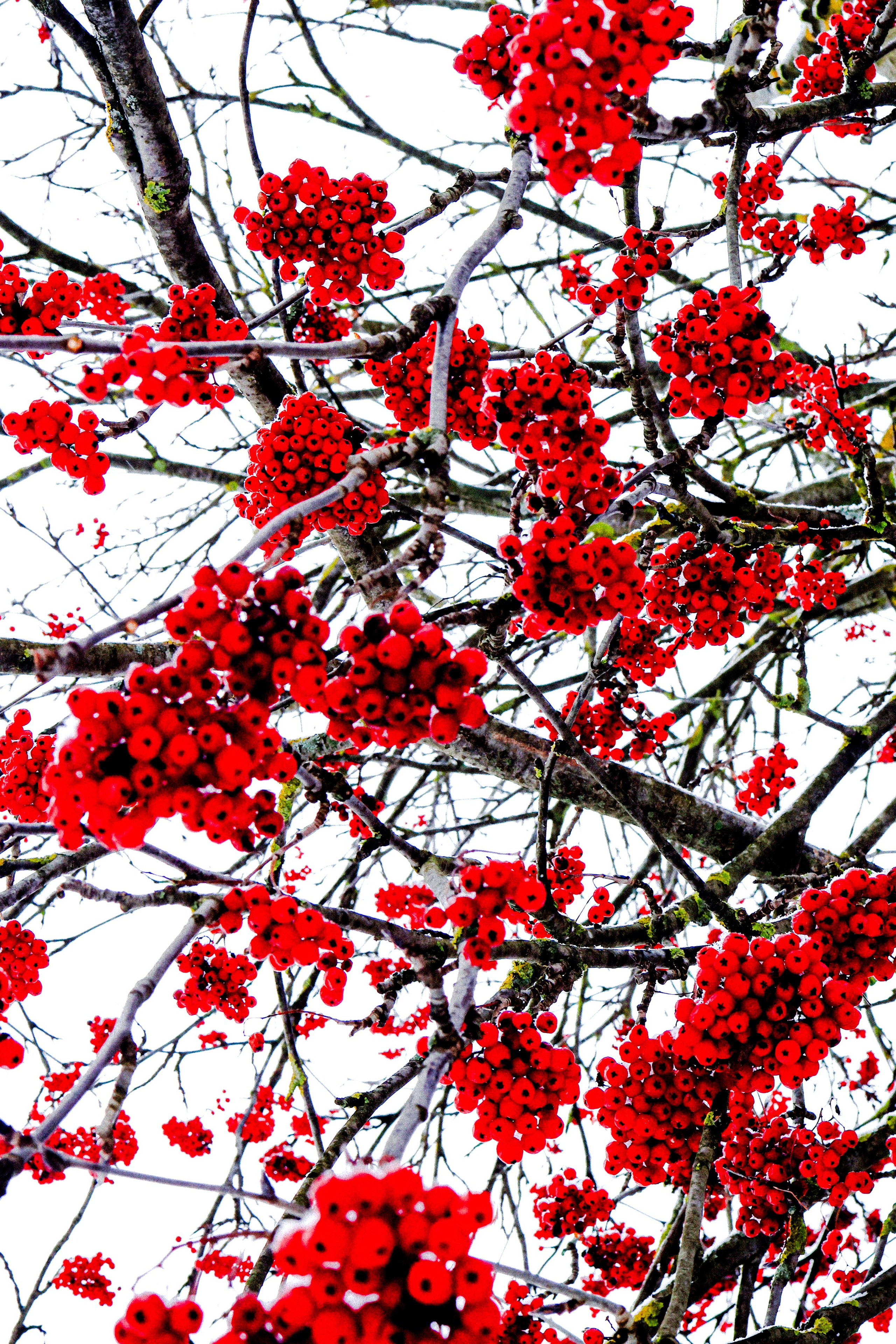 рябина зимой