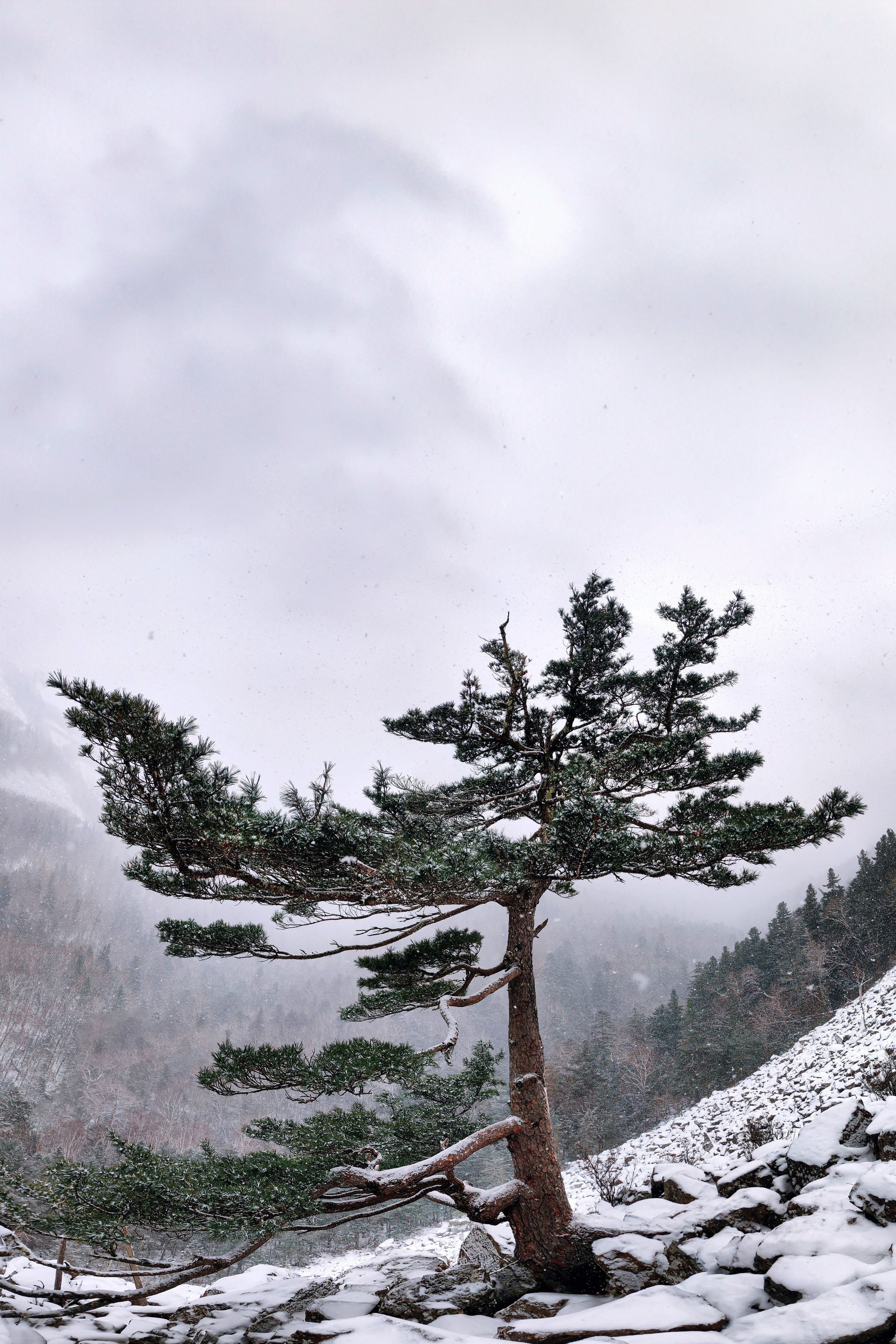 Сосна около беседки ушуистов в Приморье около Анисимовки
