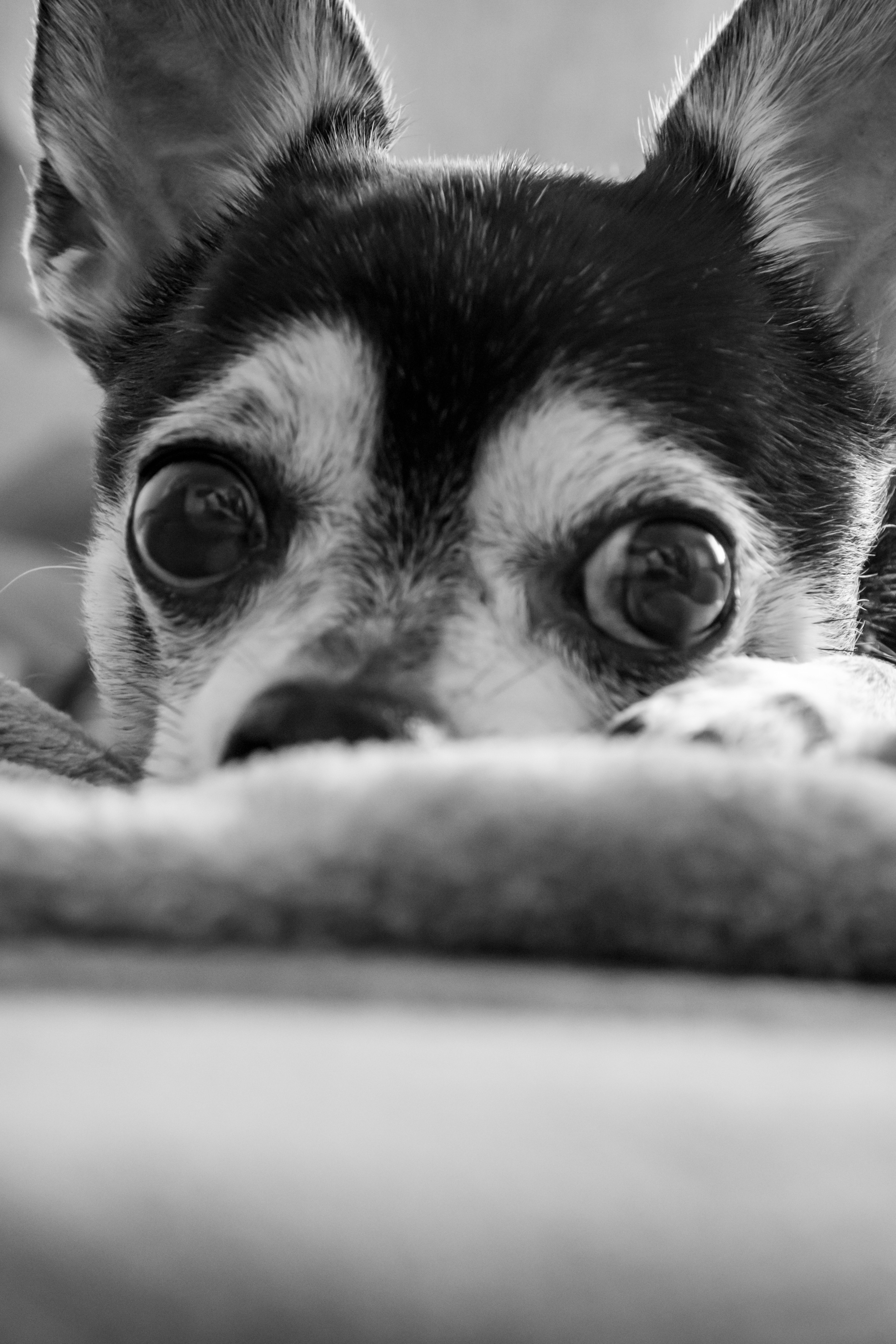 Услуги. Фотограф Москва