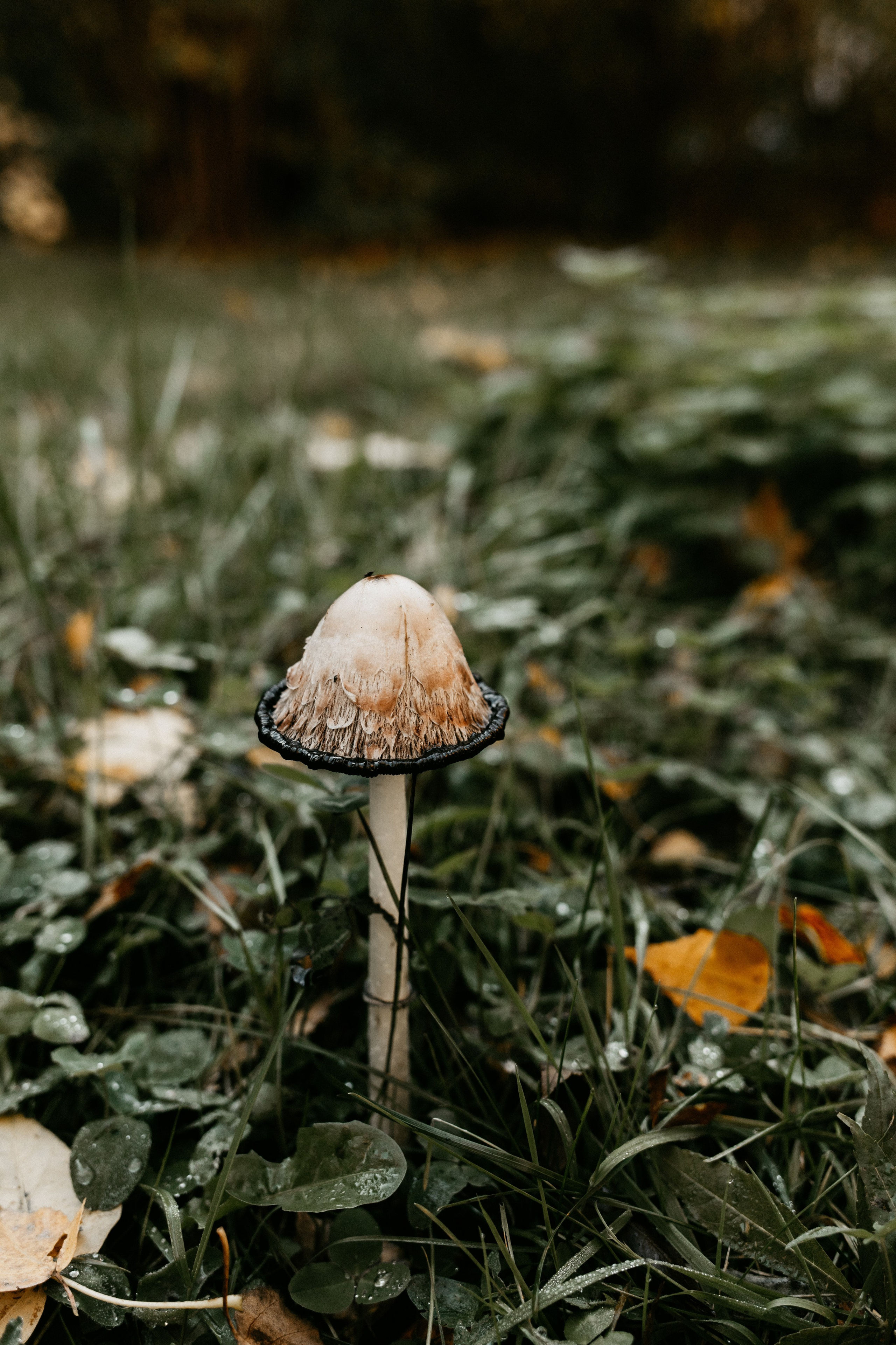 Пресеты лайтрум. Семейный детский фотограф в Калининграде Анна Каратай